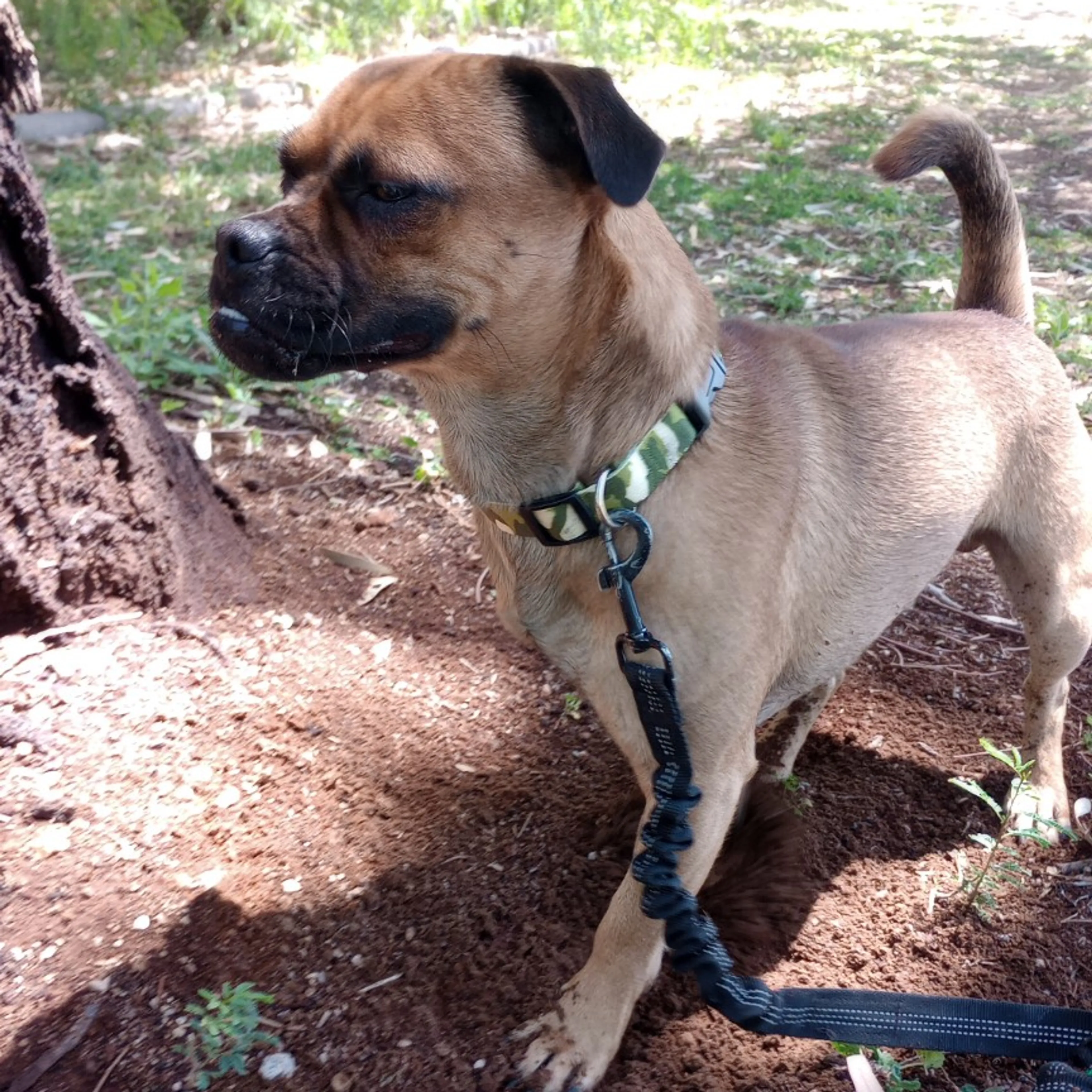 Found pet-1