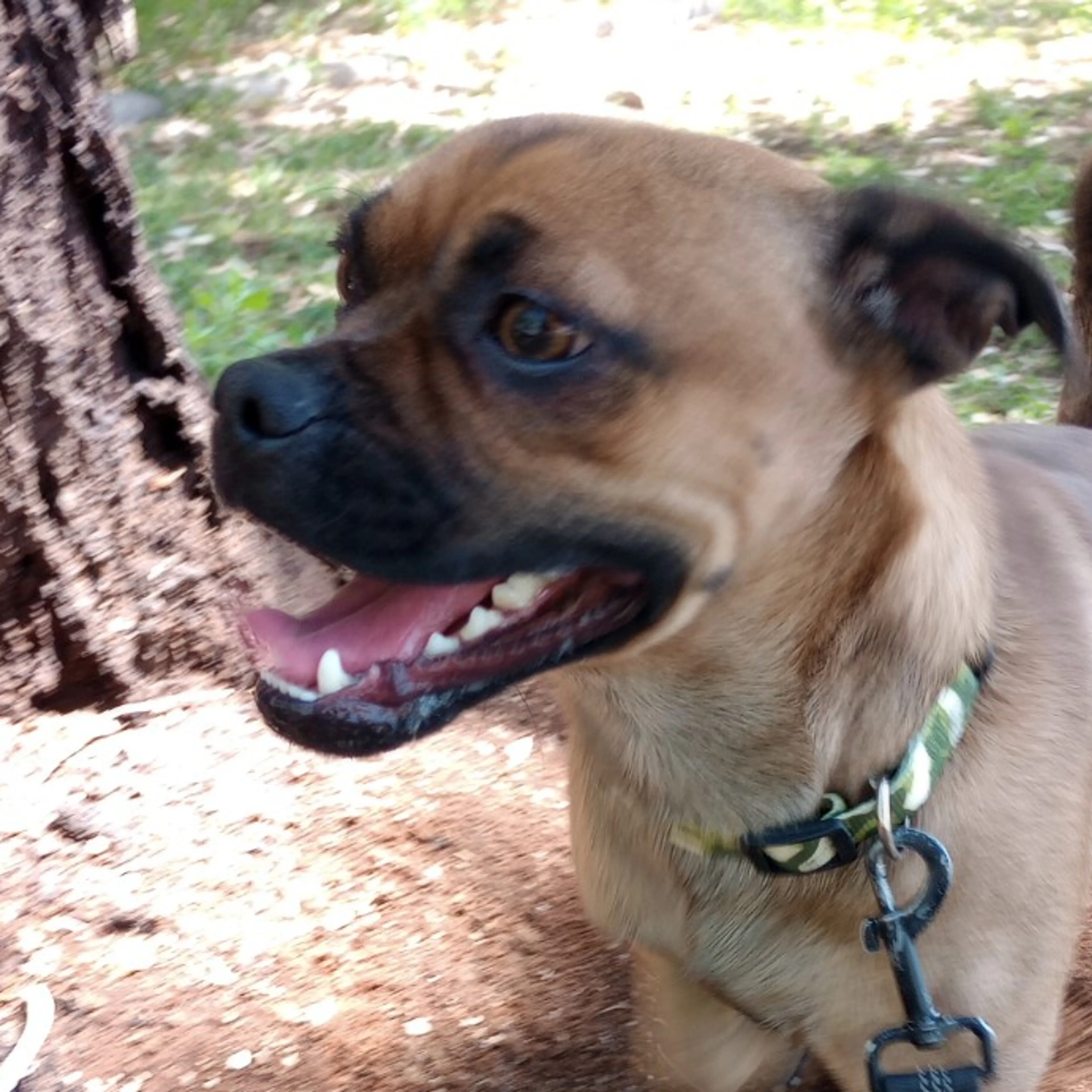 Found pet-2