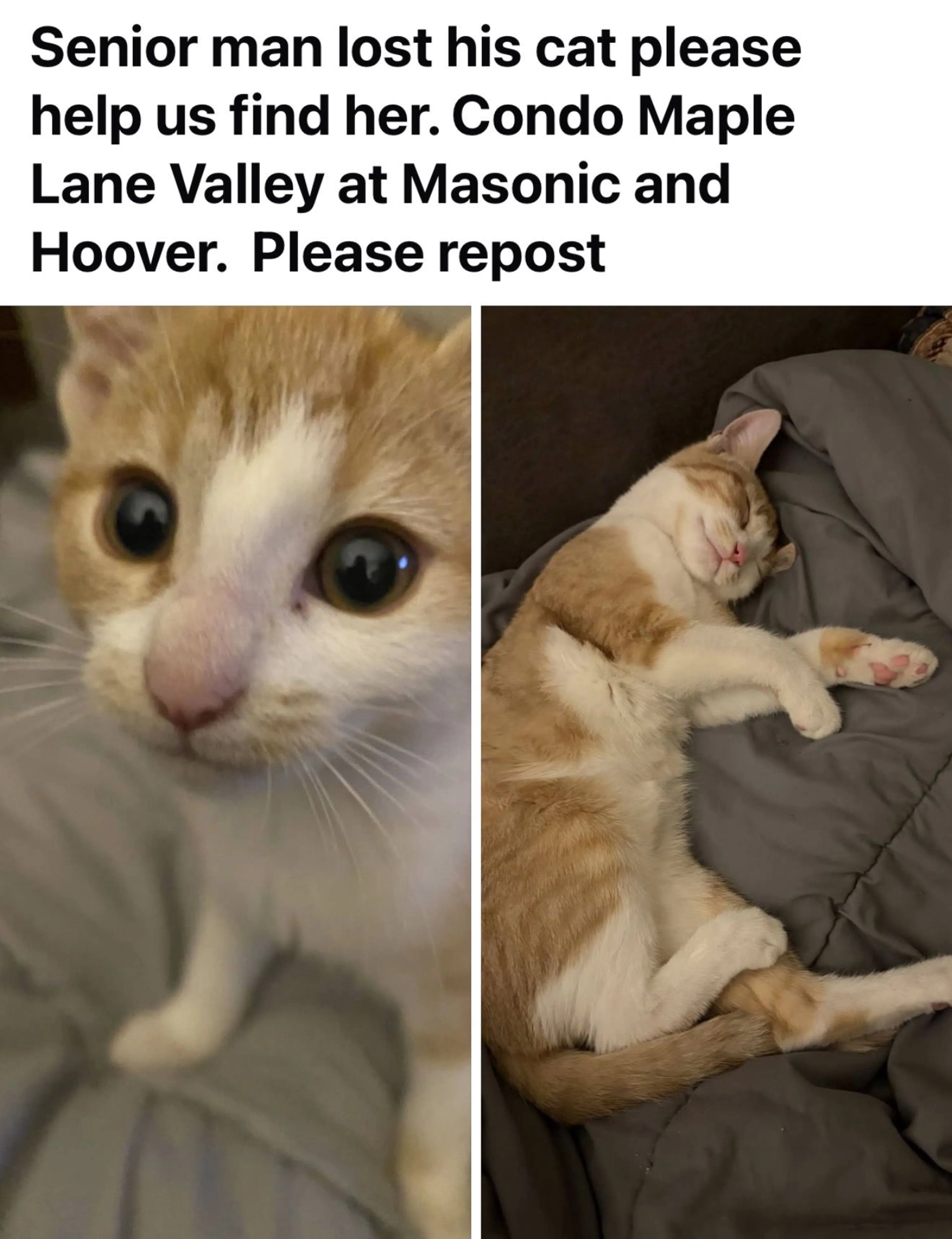 Lost pet