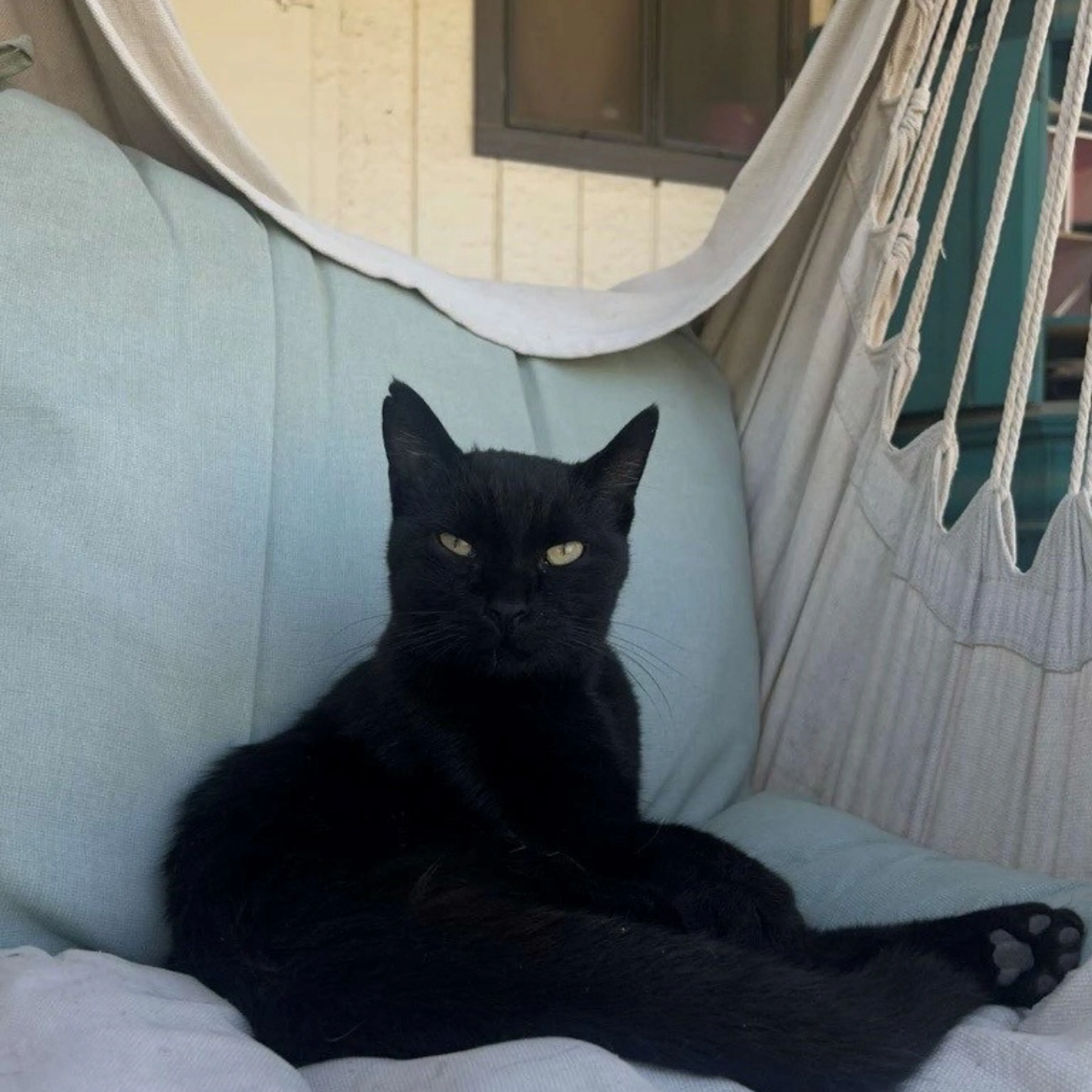 Lost pet-1