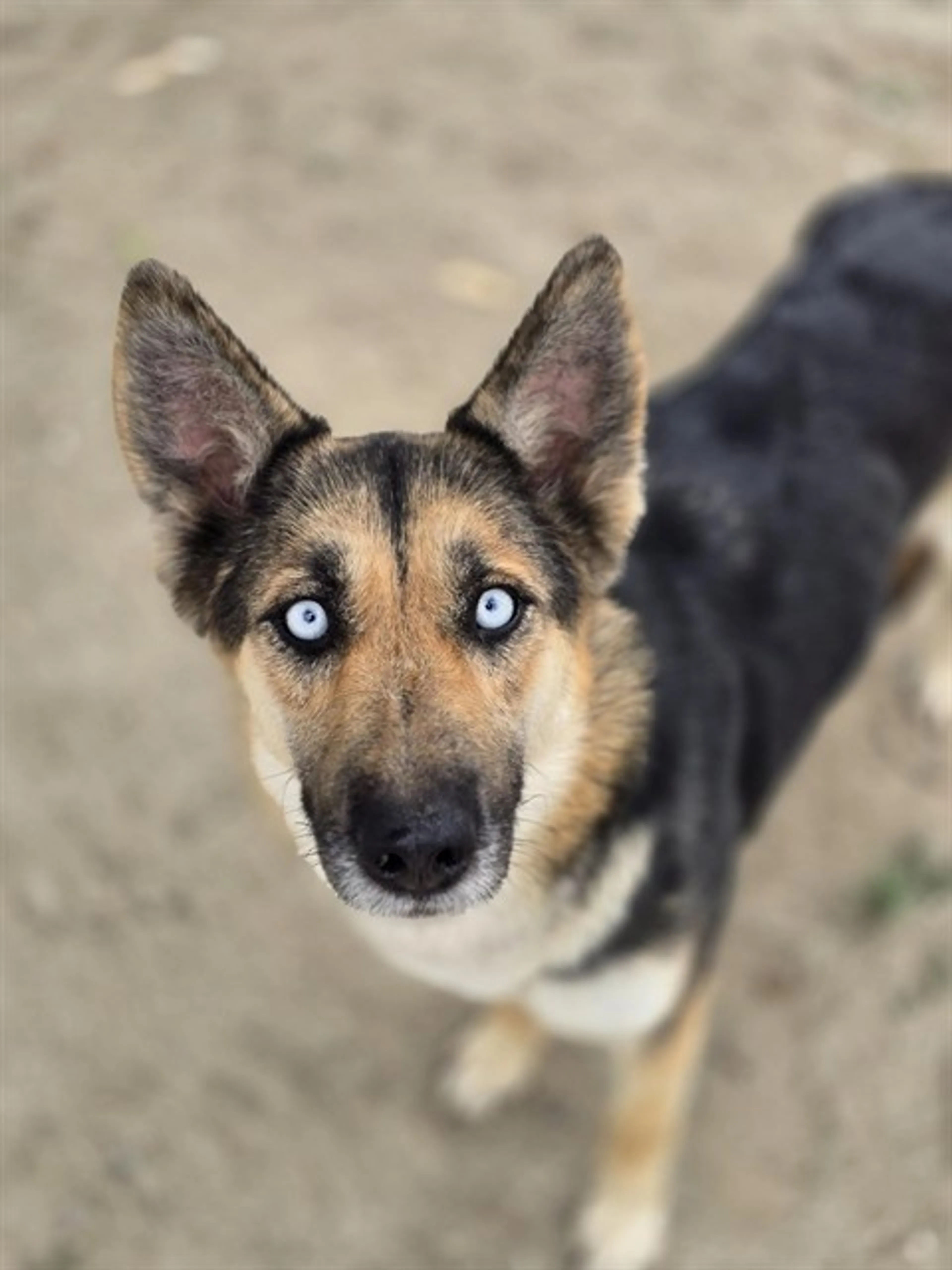 Found pet
