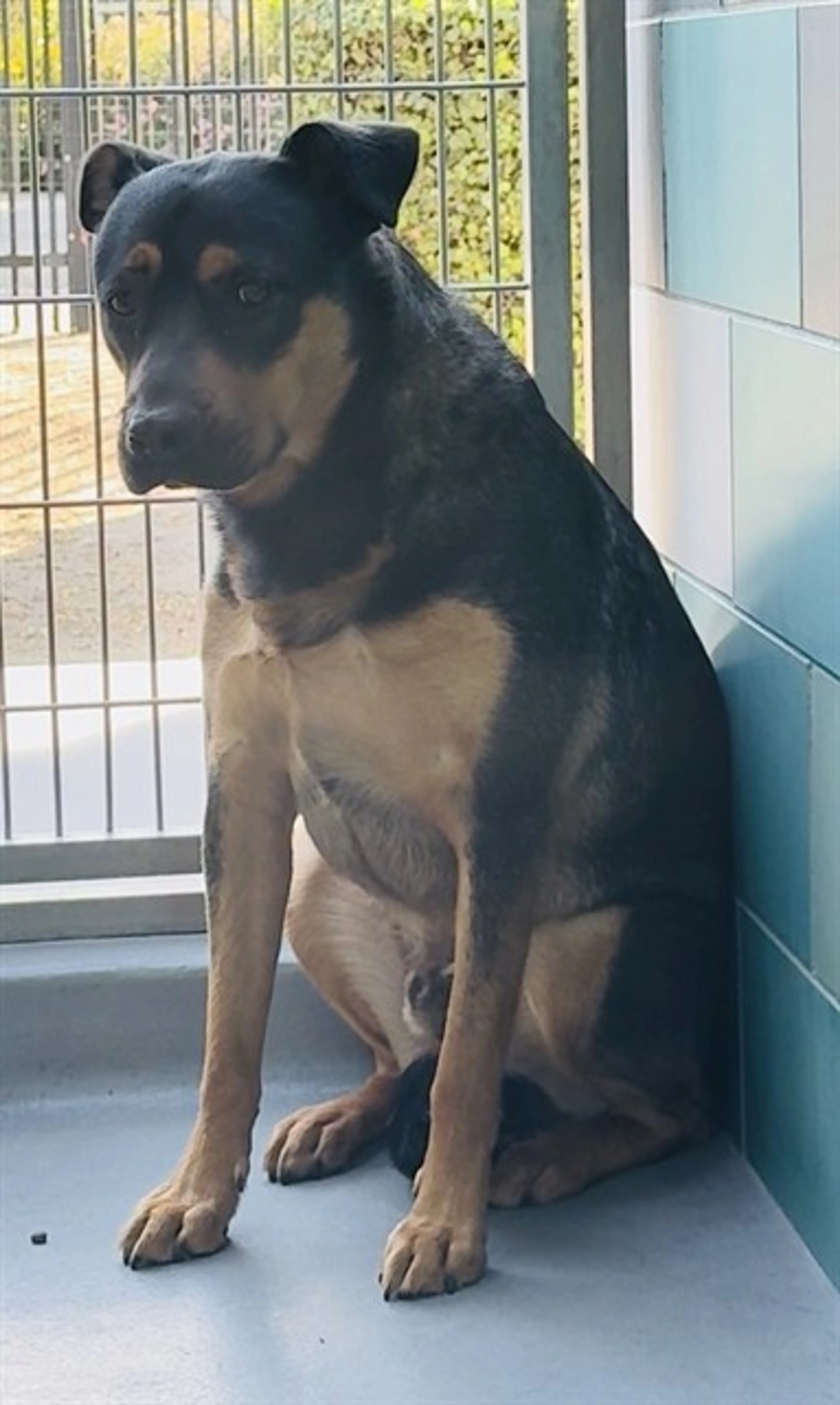 Found pet
