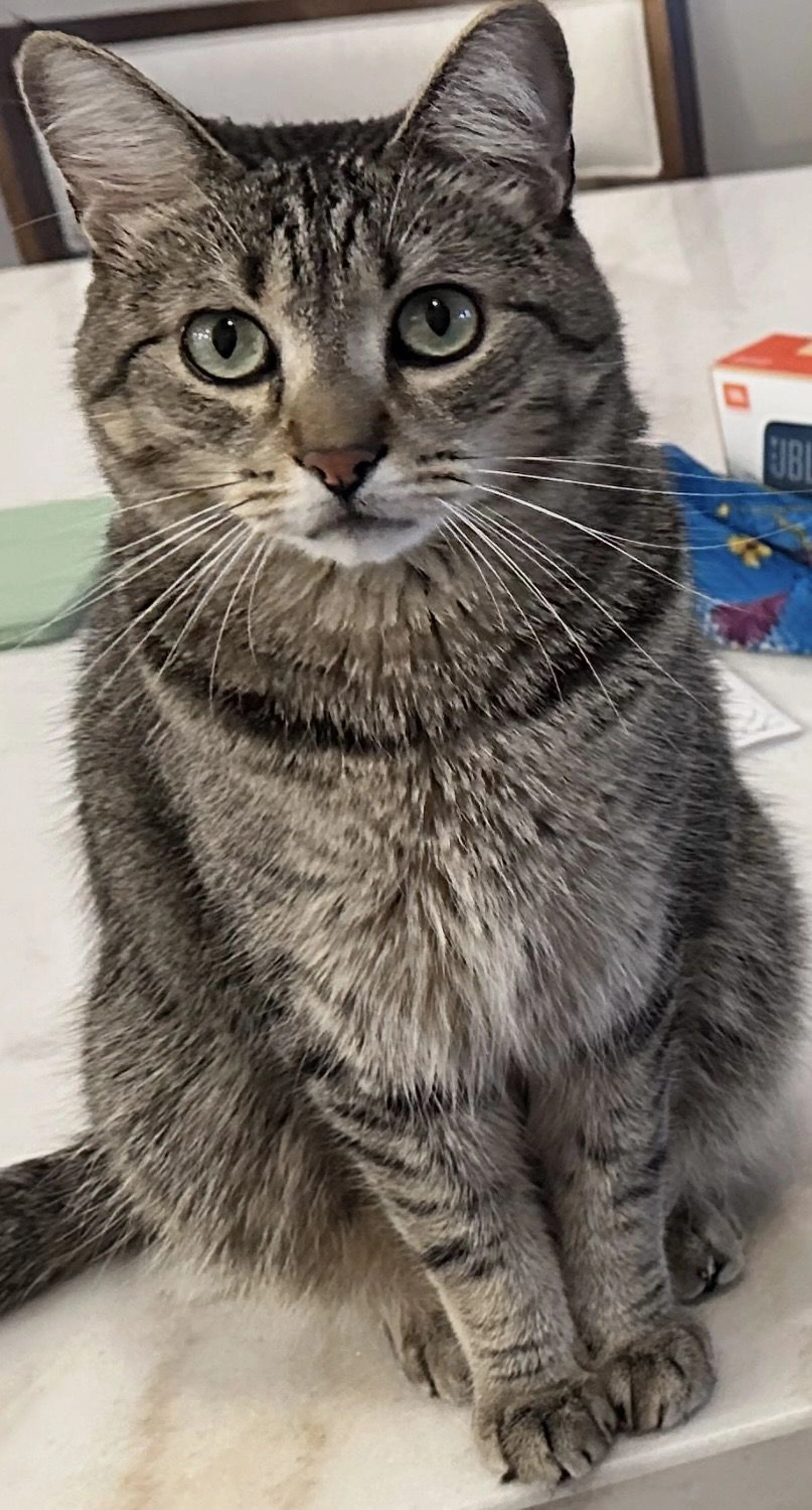 Lost pet
