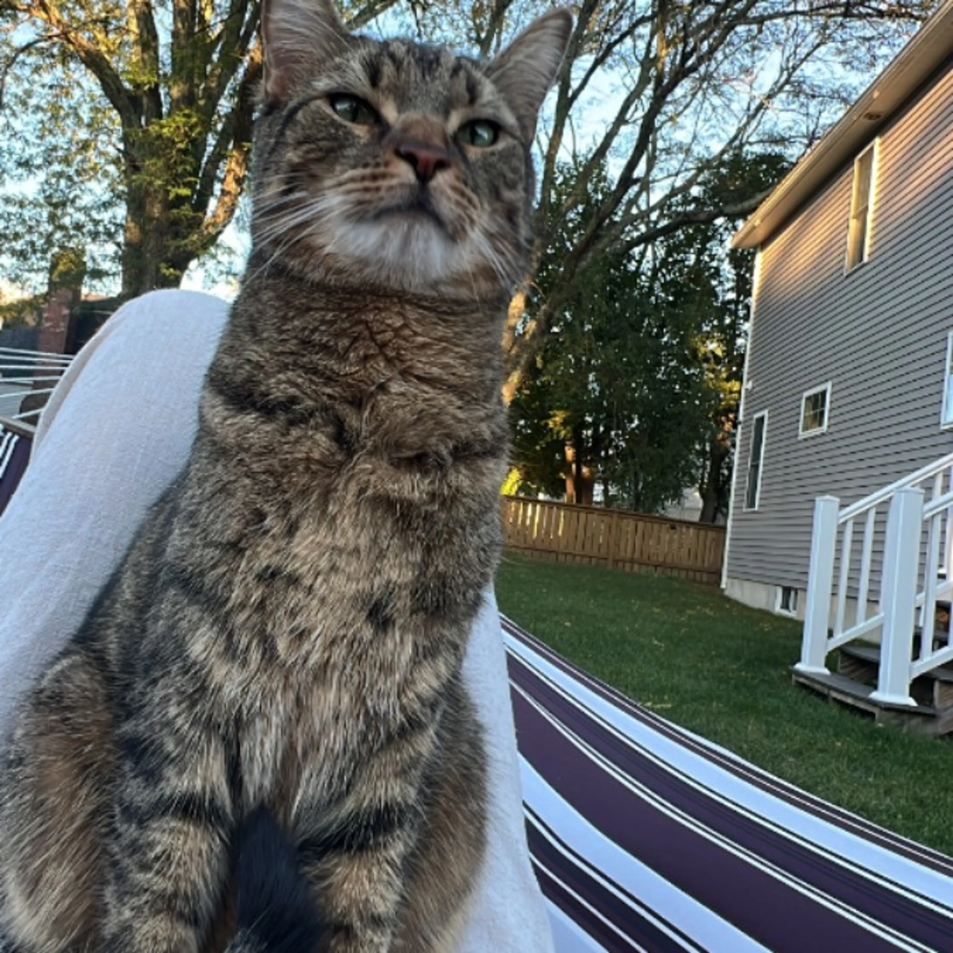 Lost pet