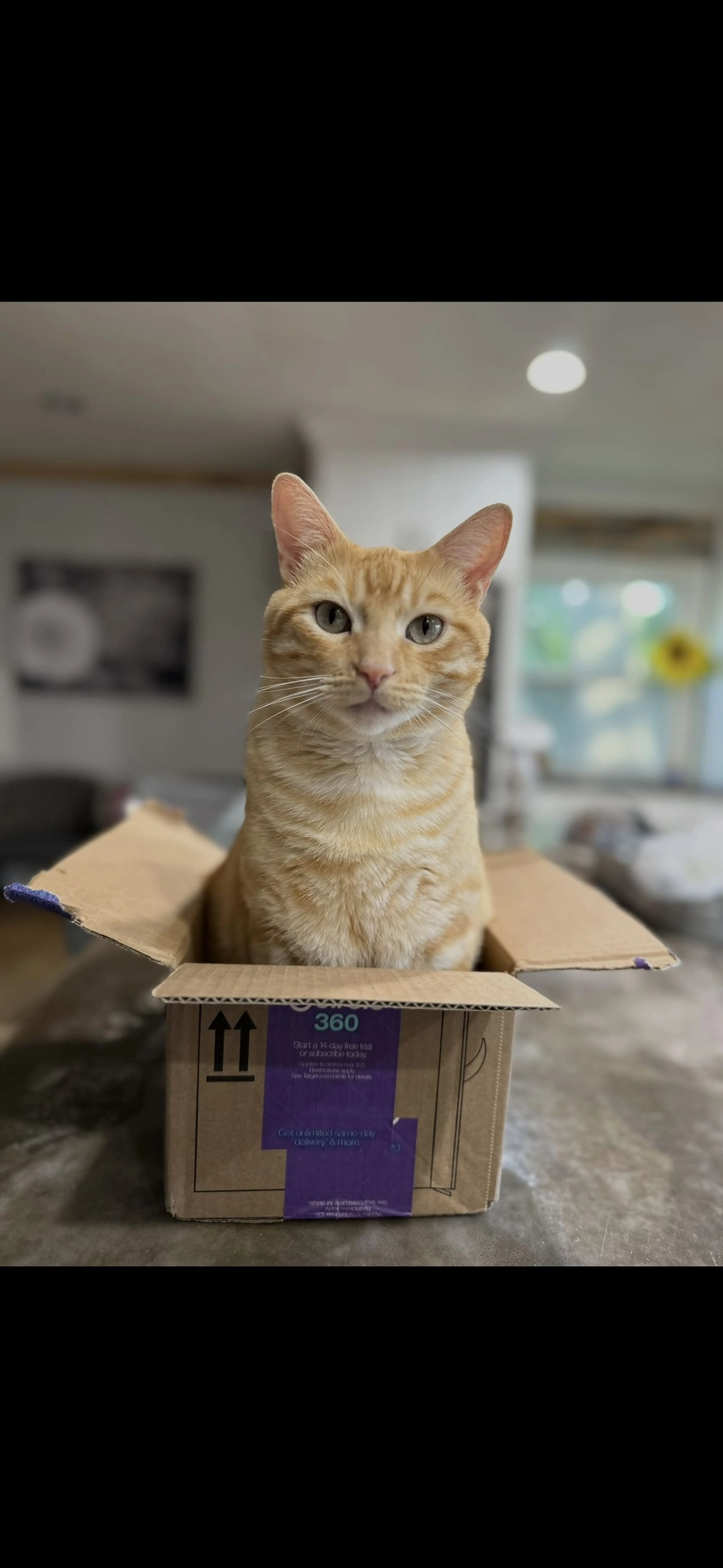 Lost pet-3