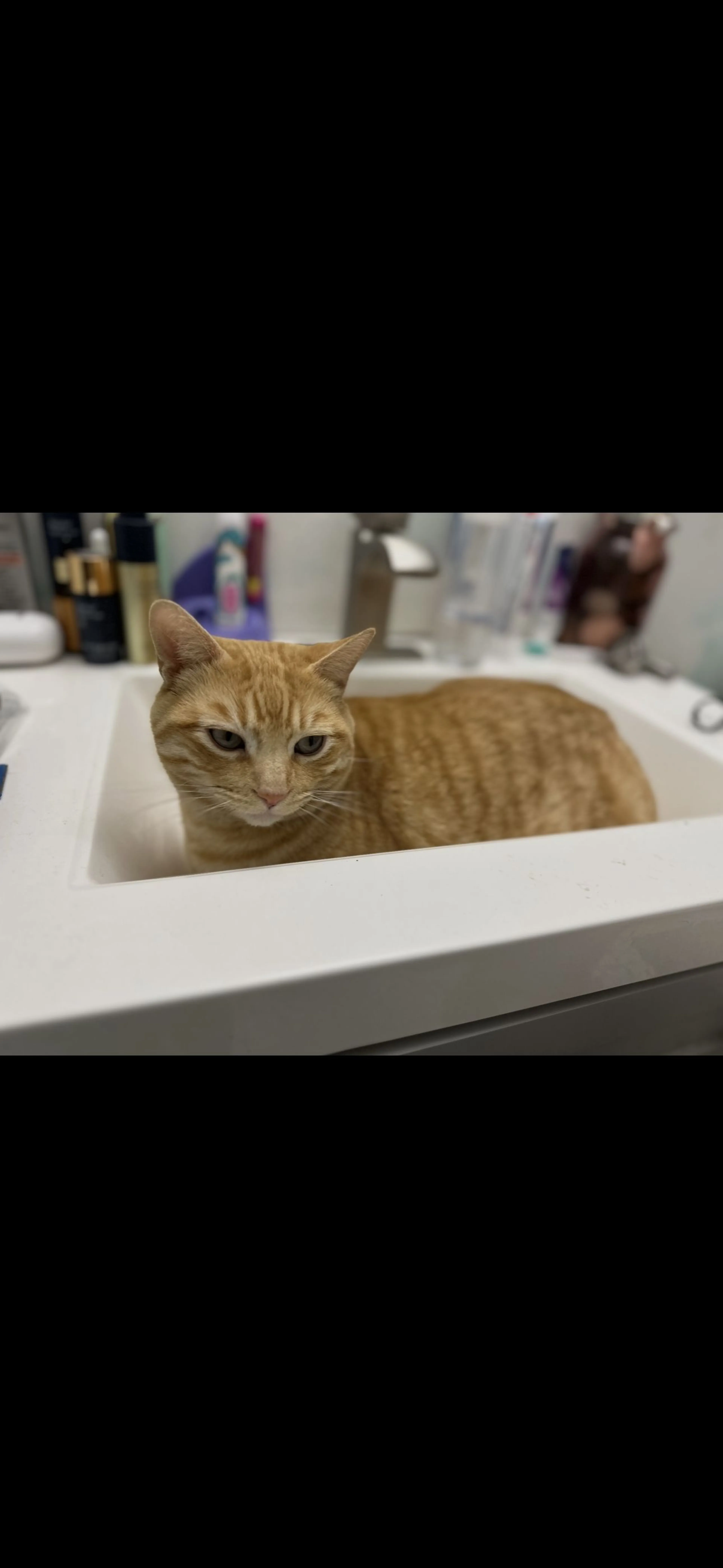 Lost pet-2