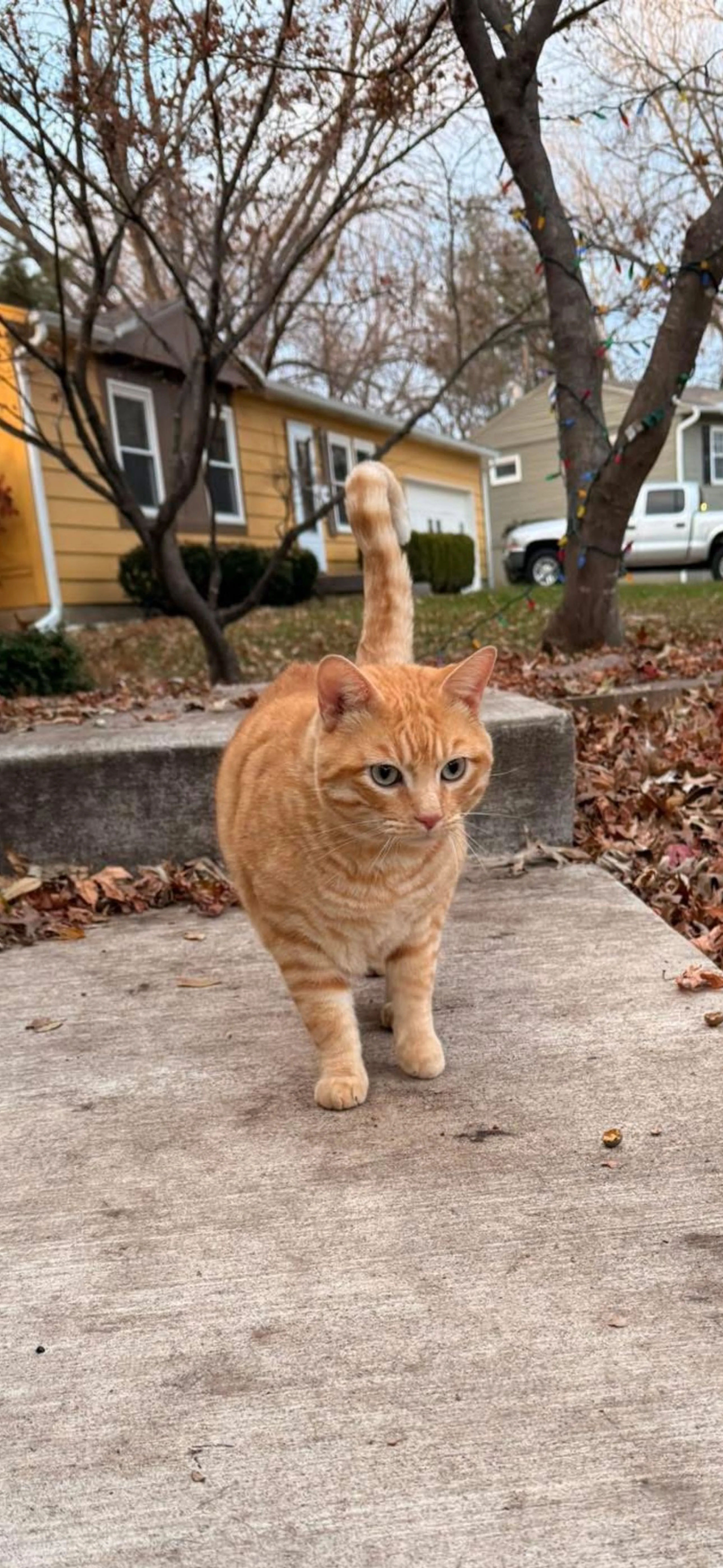 Lost pet-0
