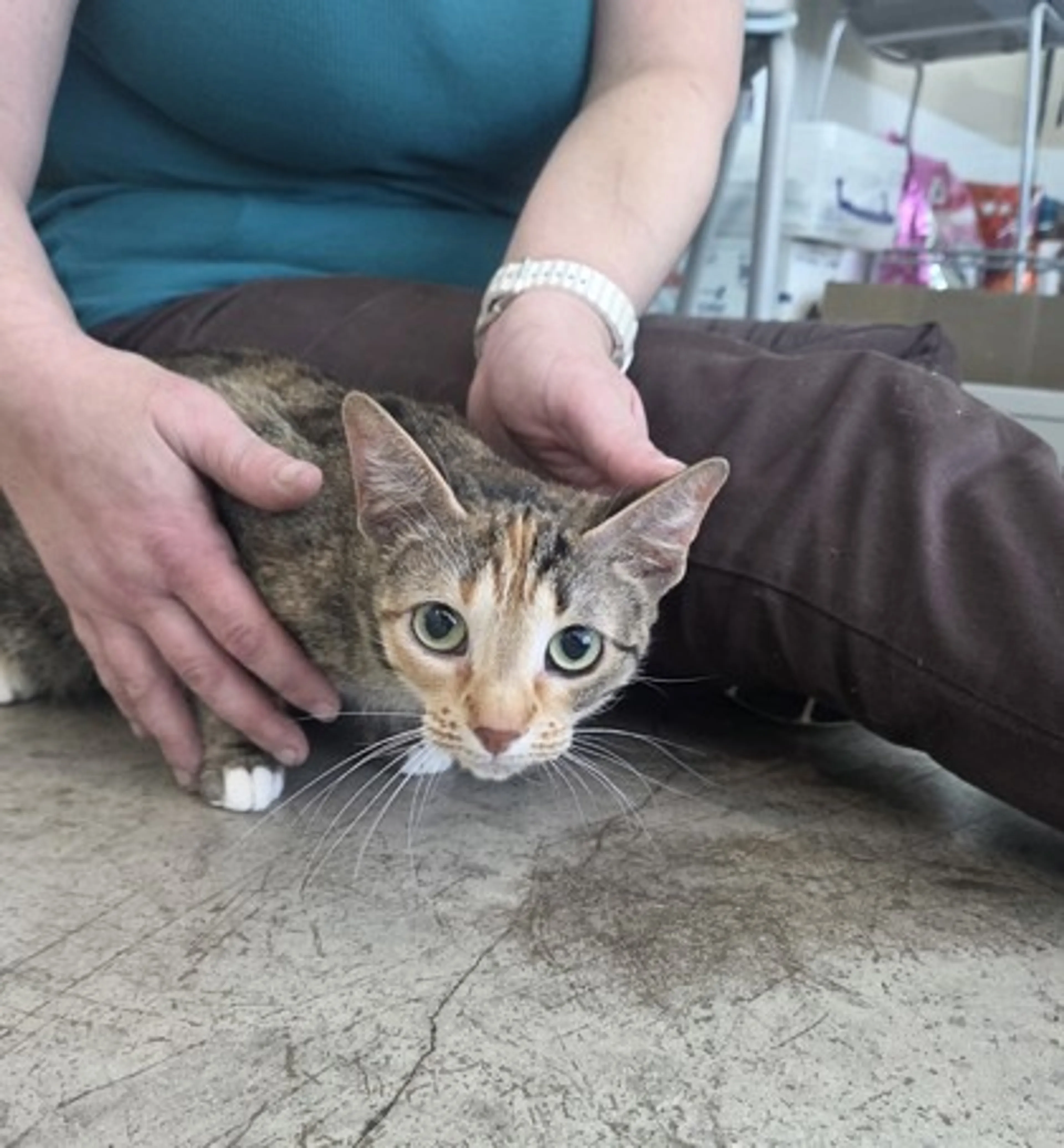 Found pet