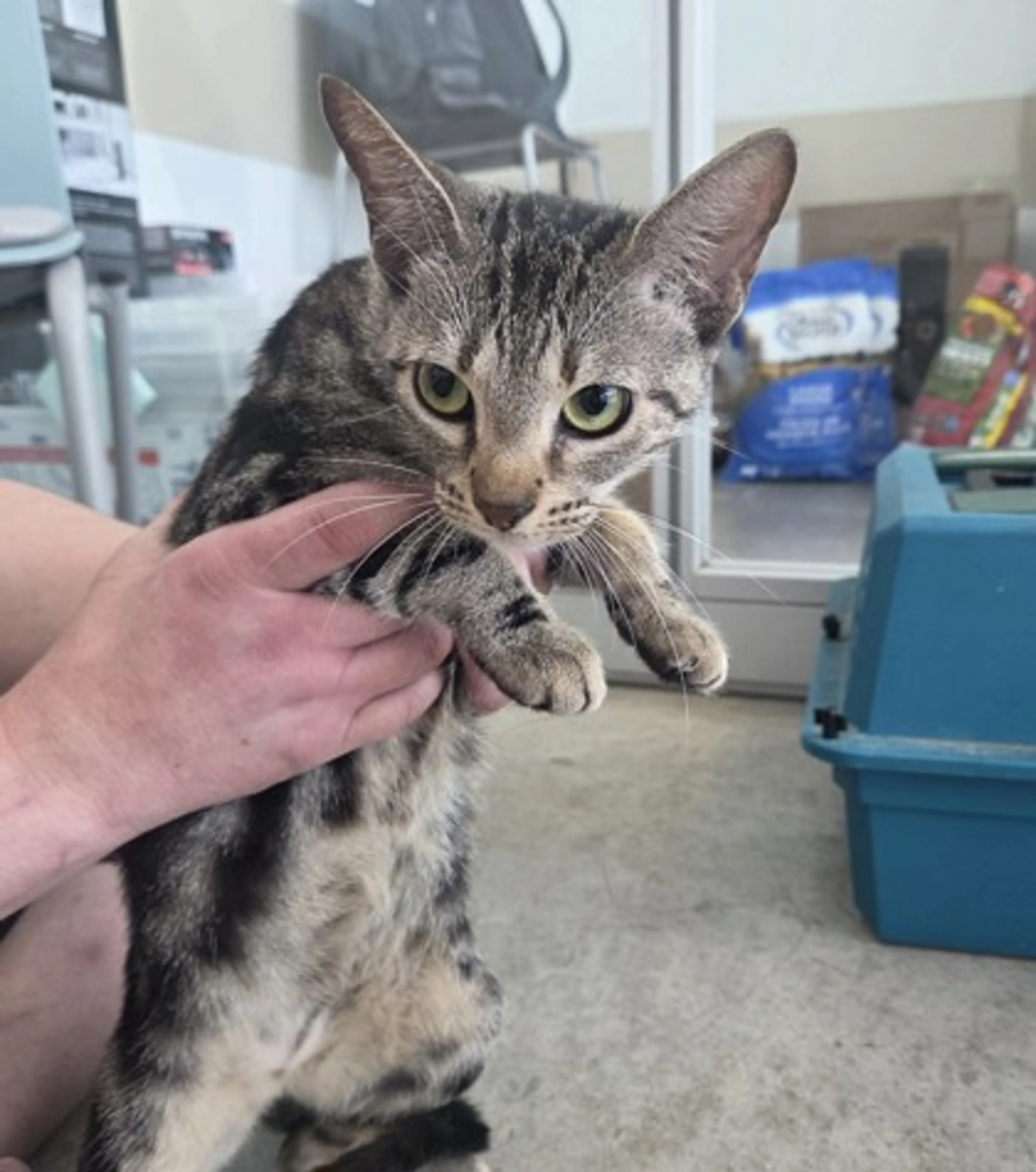 Found pet