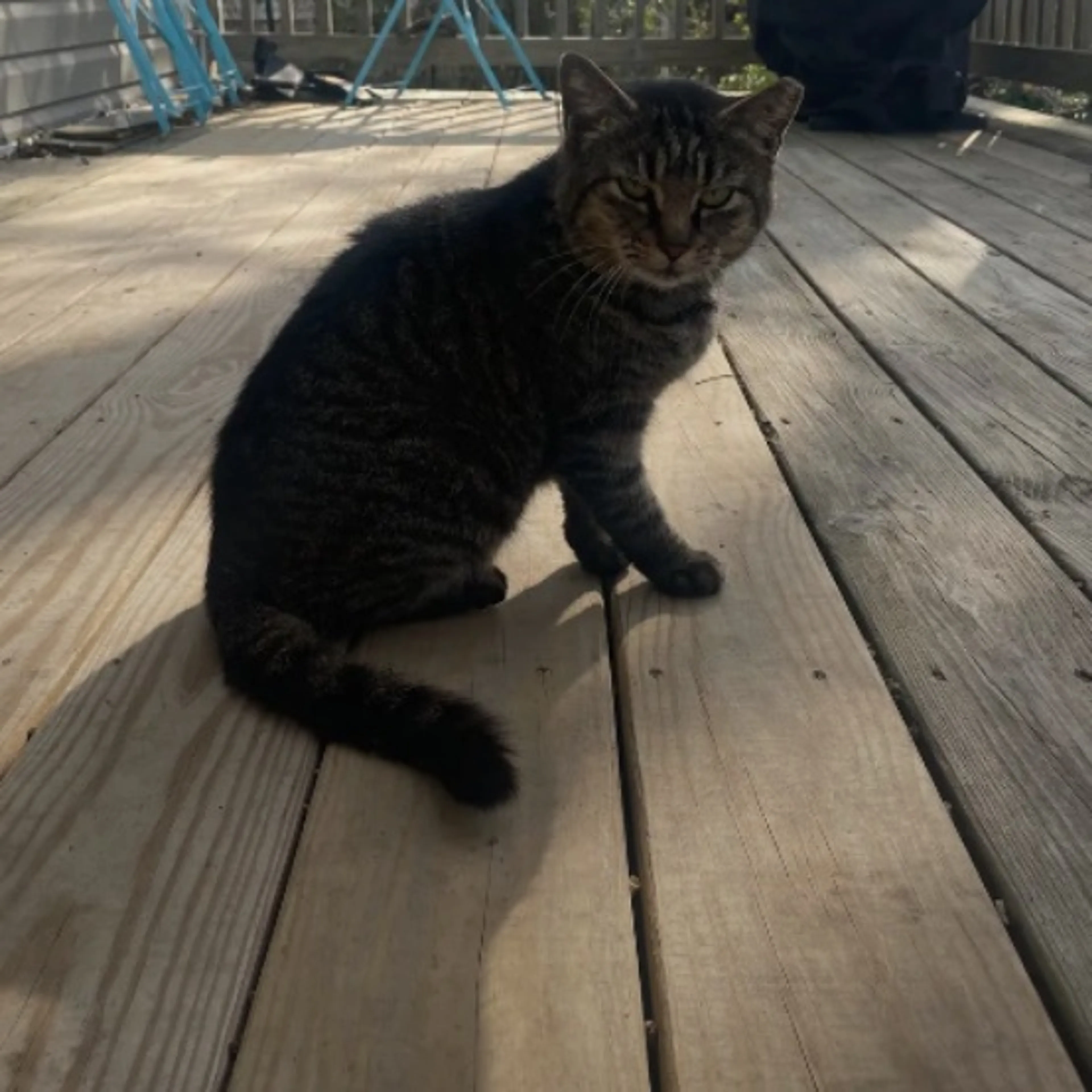 Found pet-0