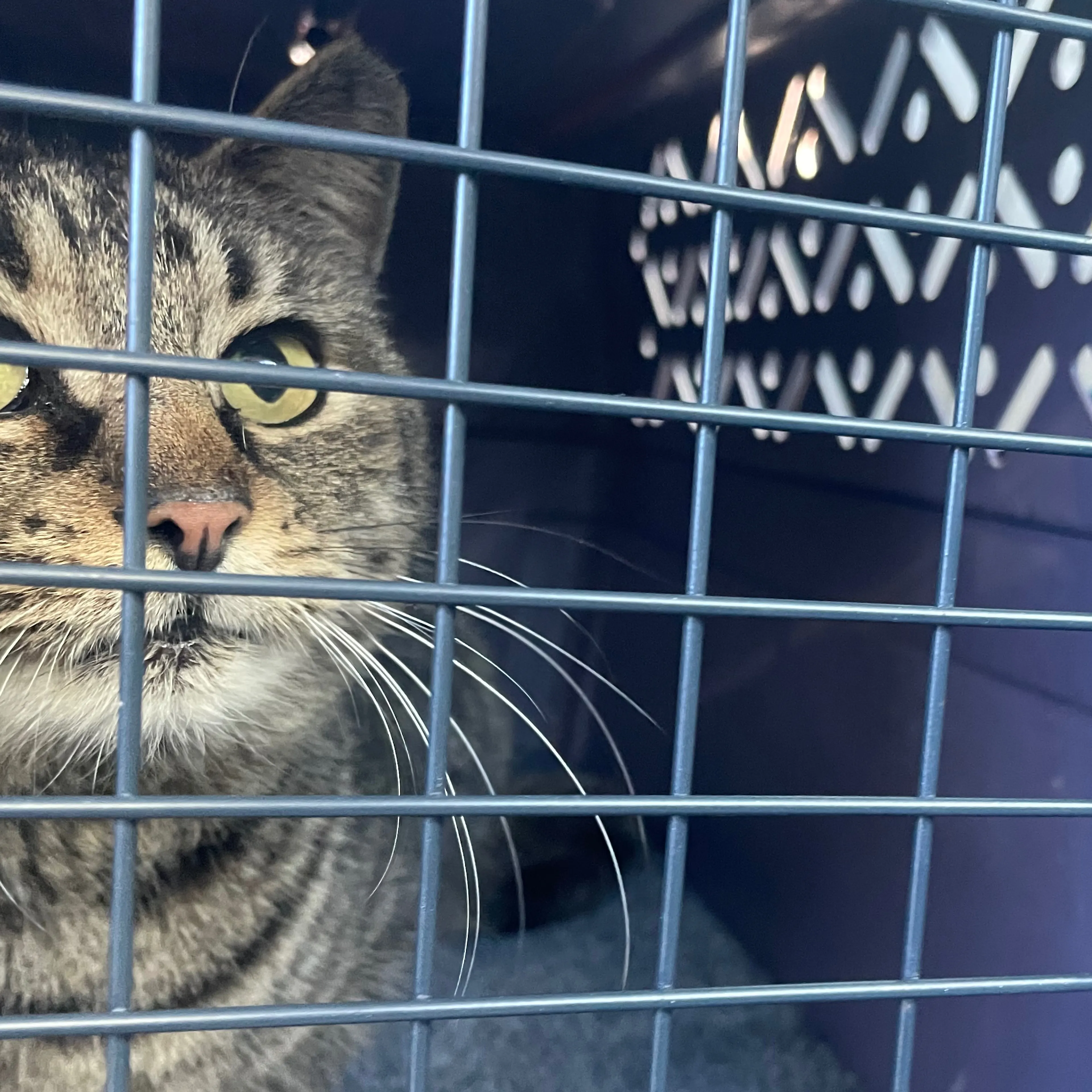 Found pet-1