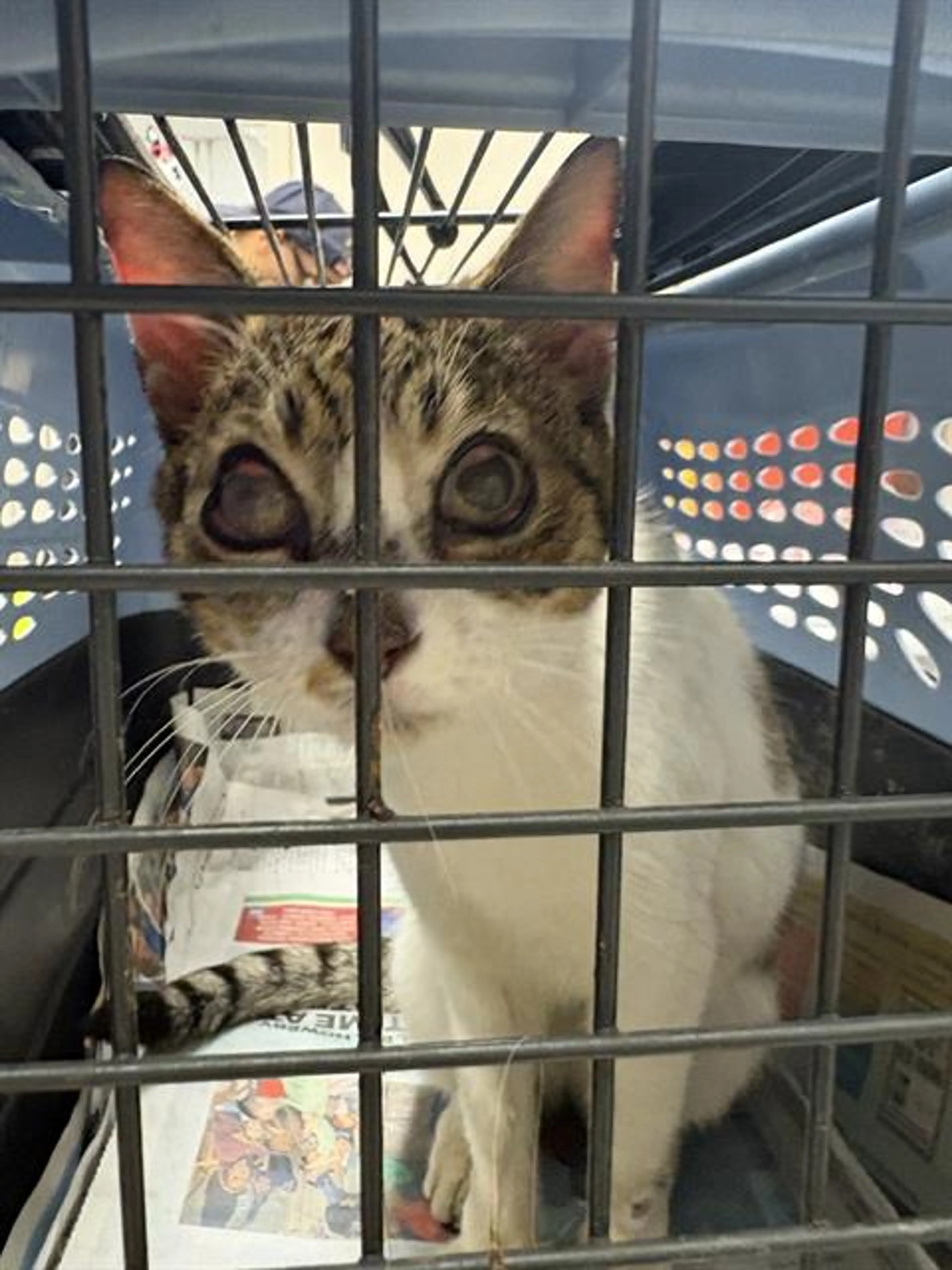 Found pet