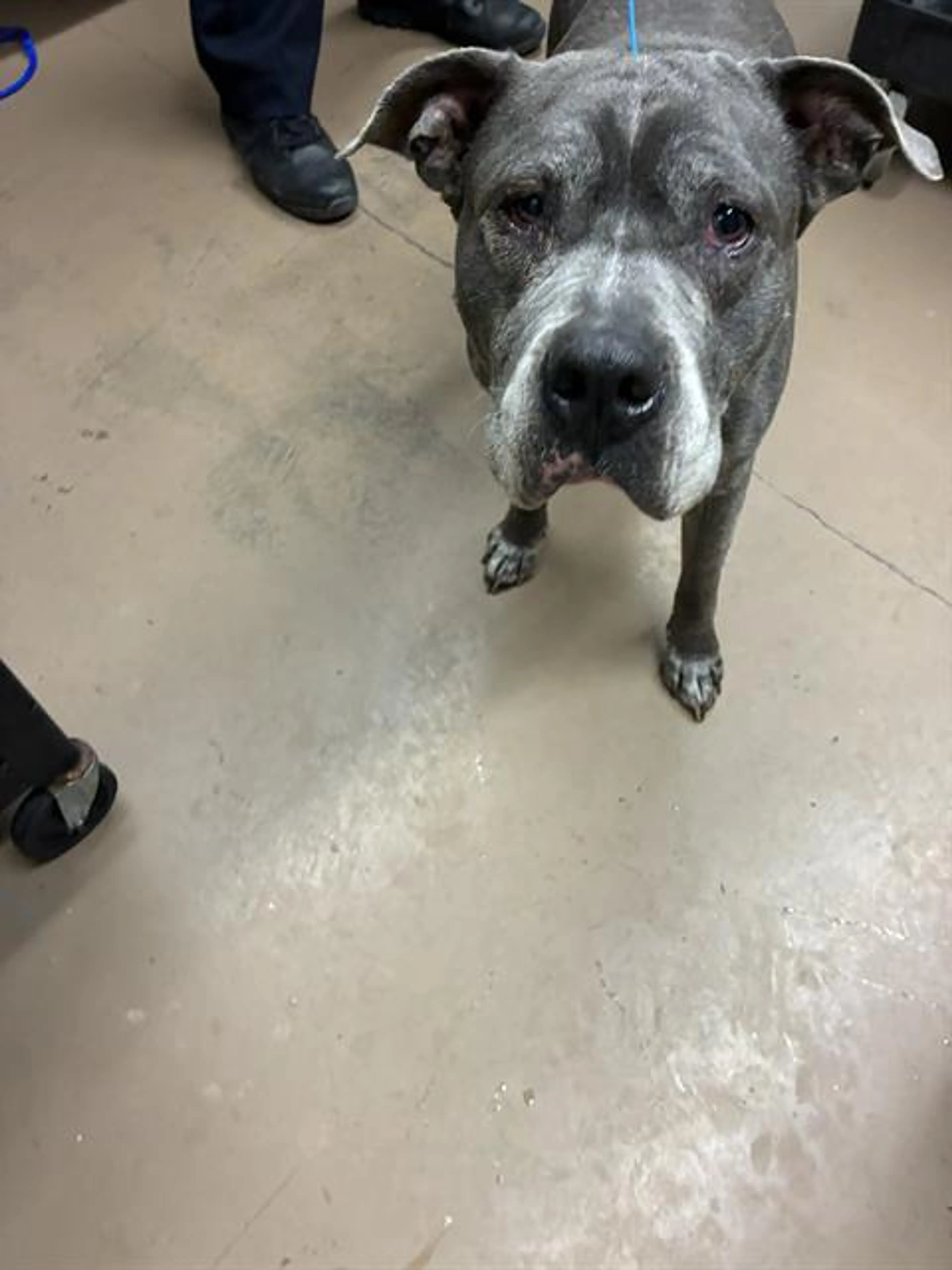 Found pet