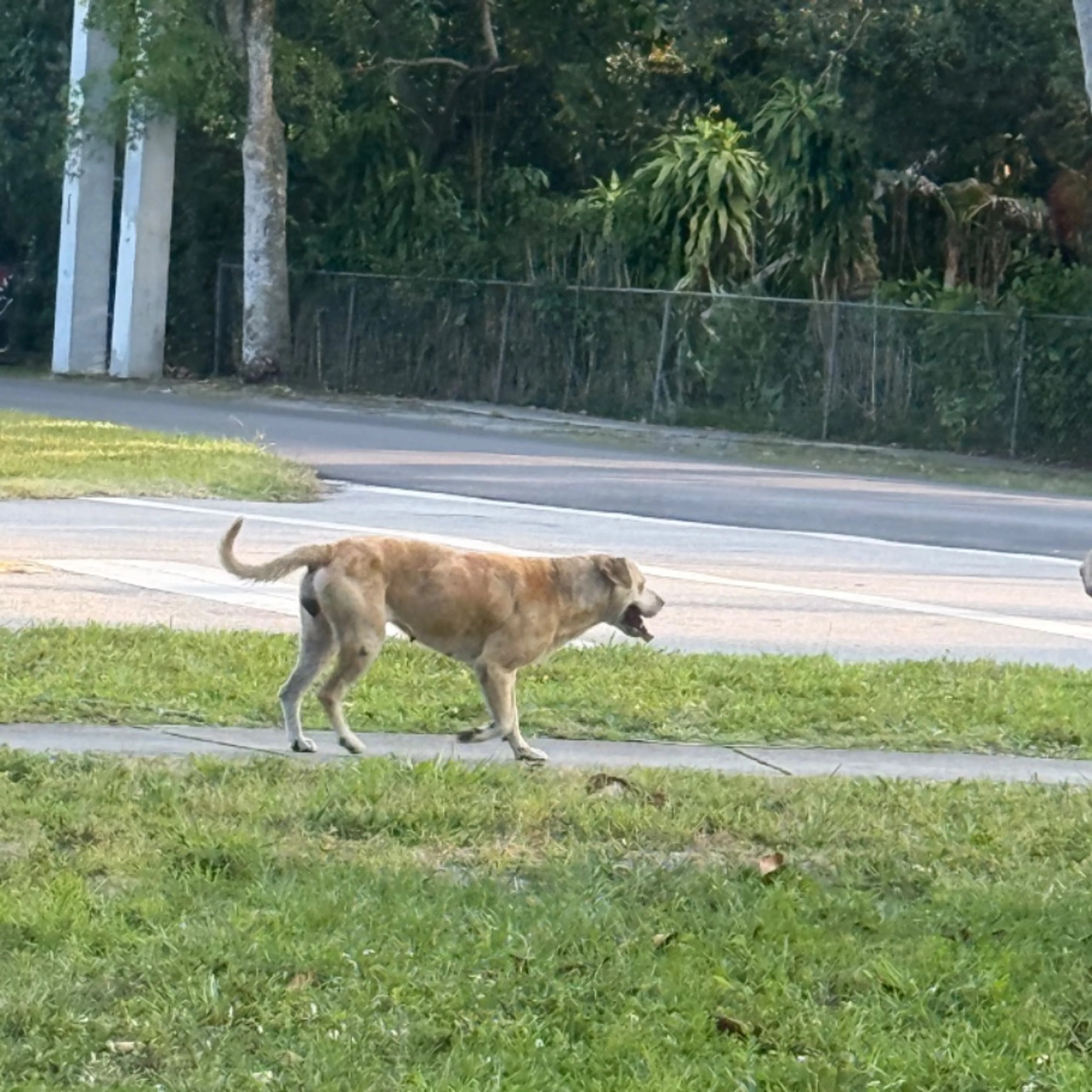 Found pet
