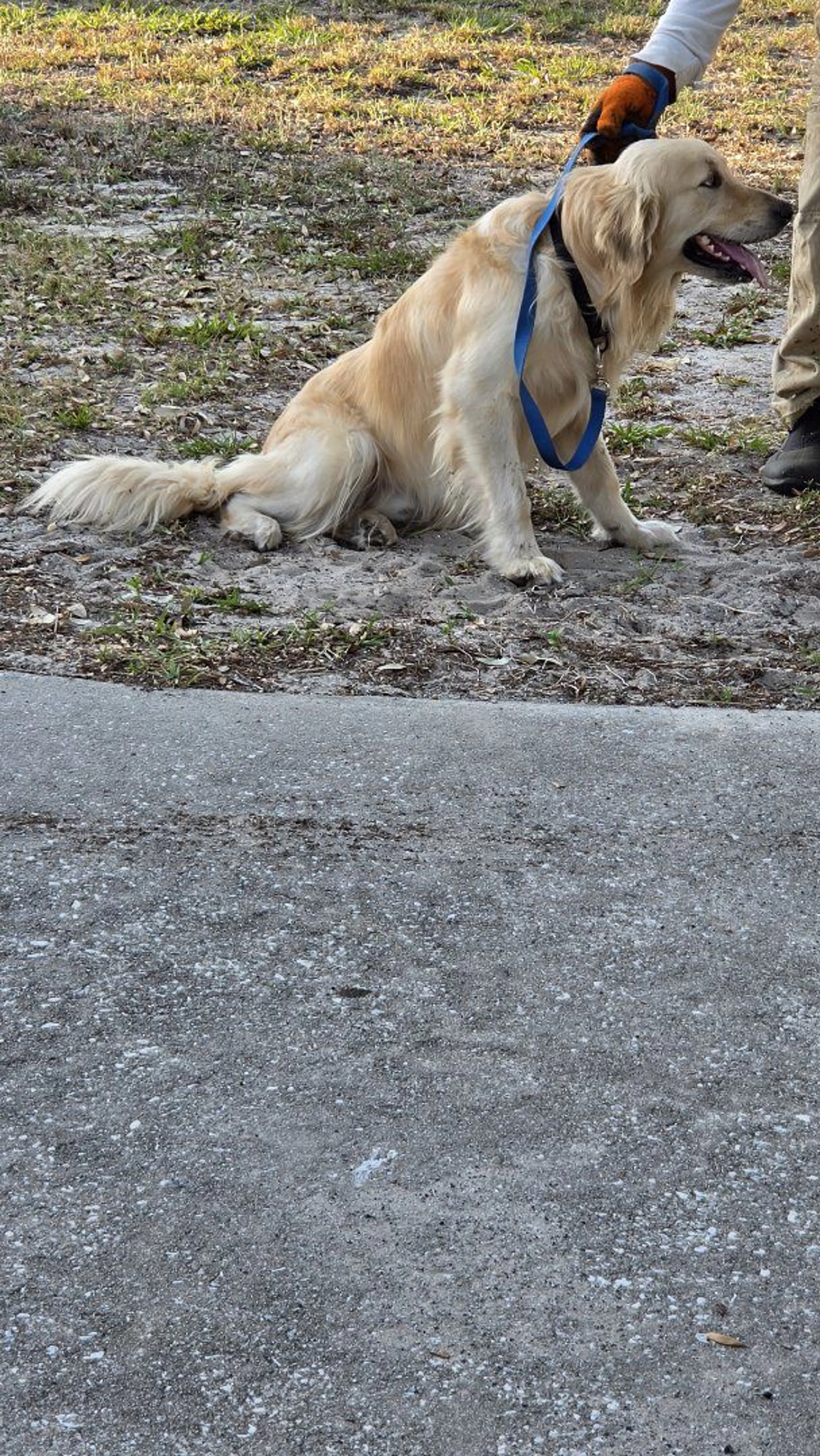 Lost pet-1