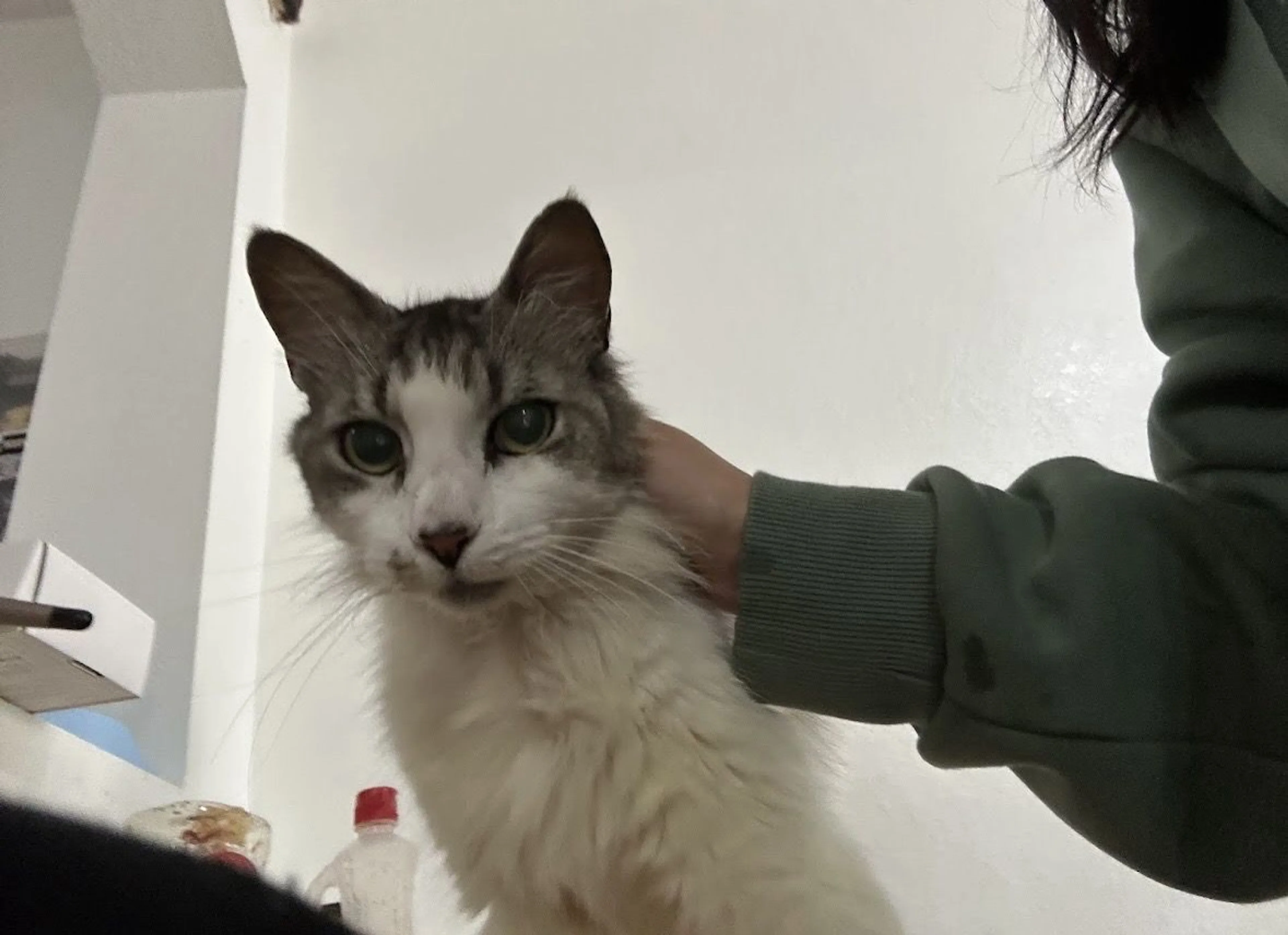 Lost pet-1