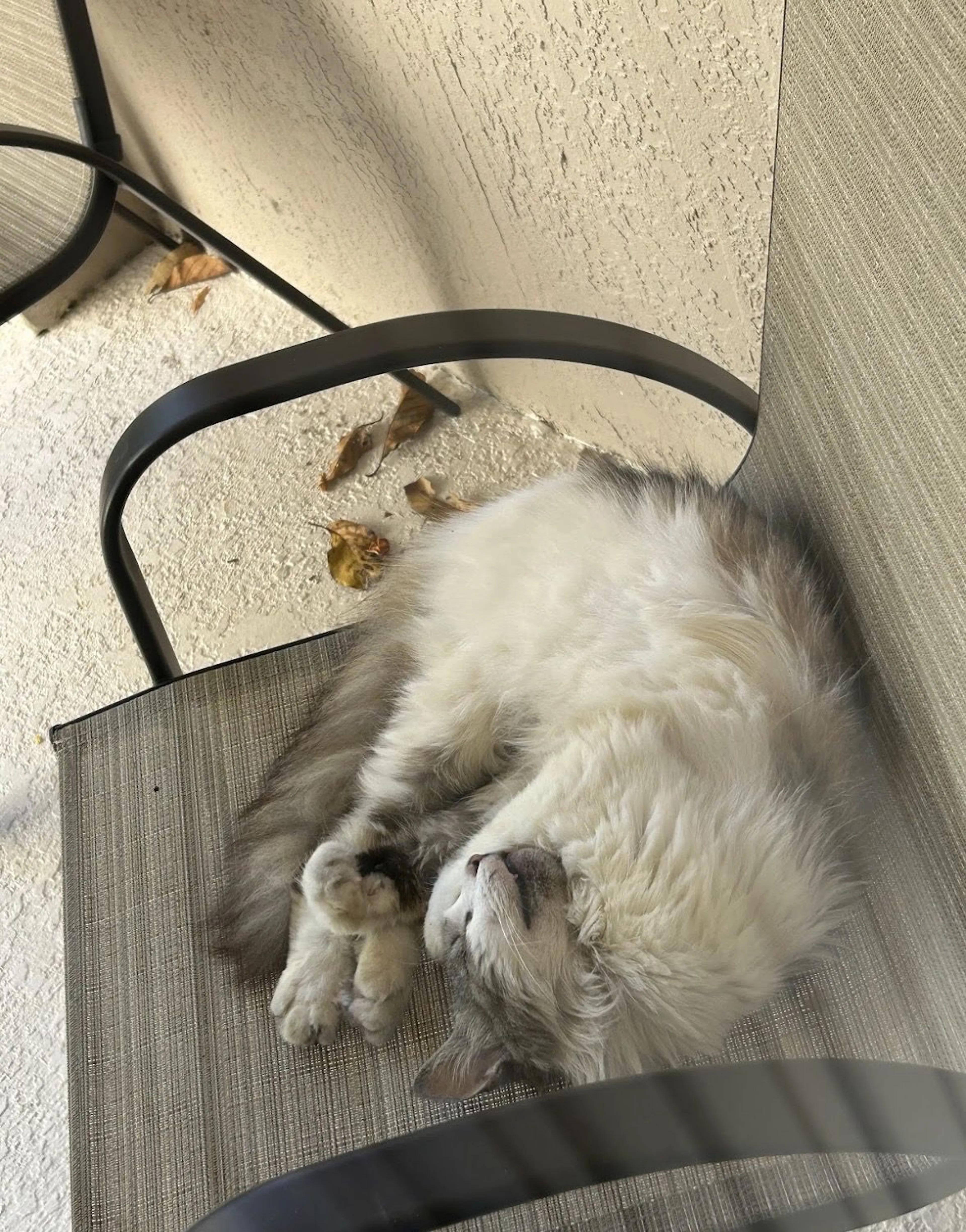 Lost pet-0