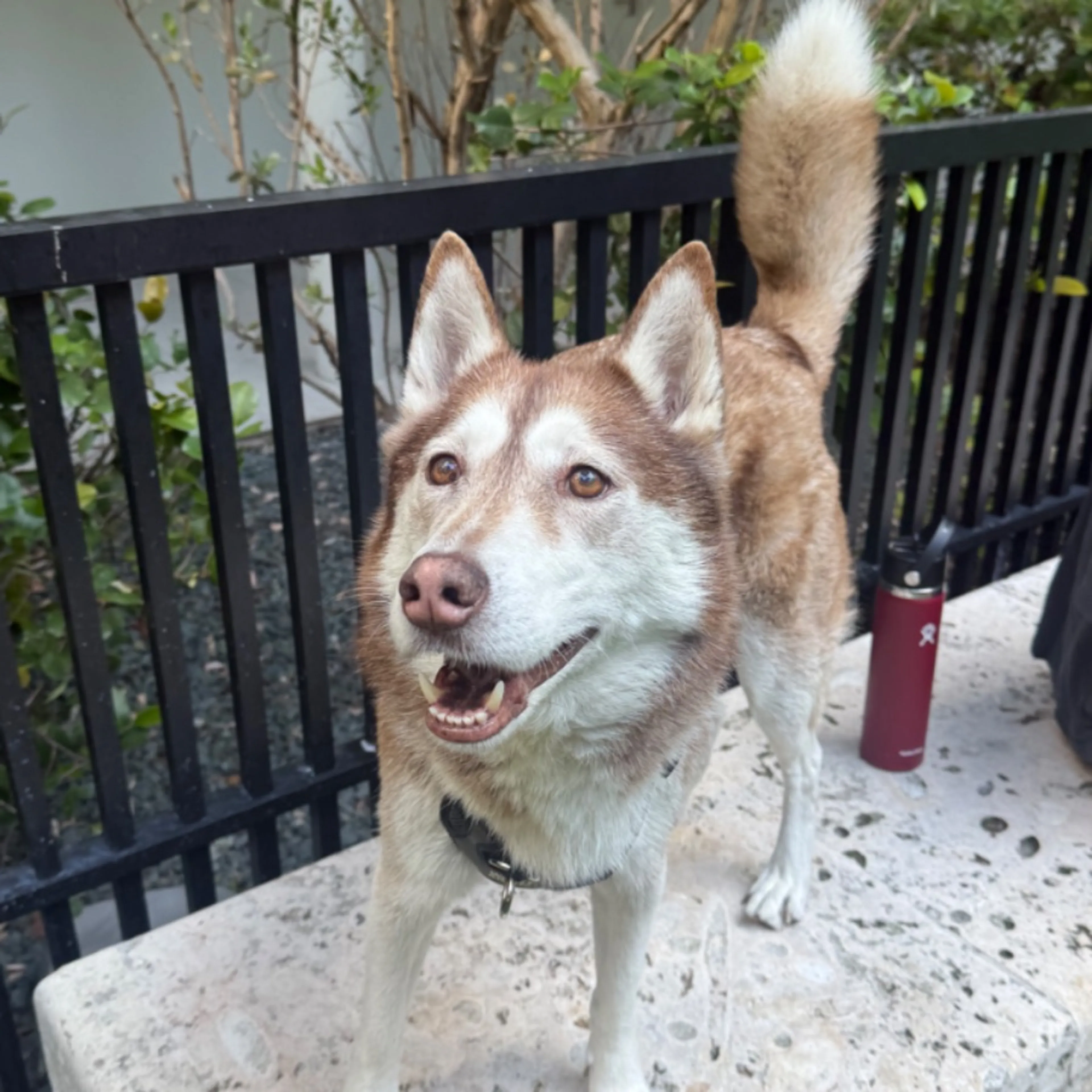 Found pet
