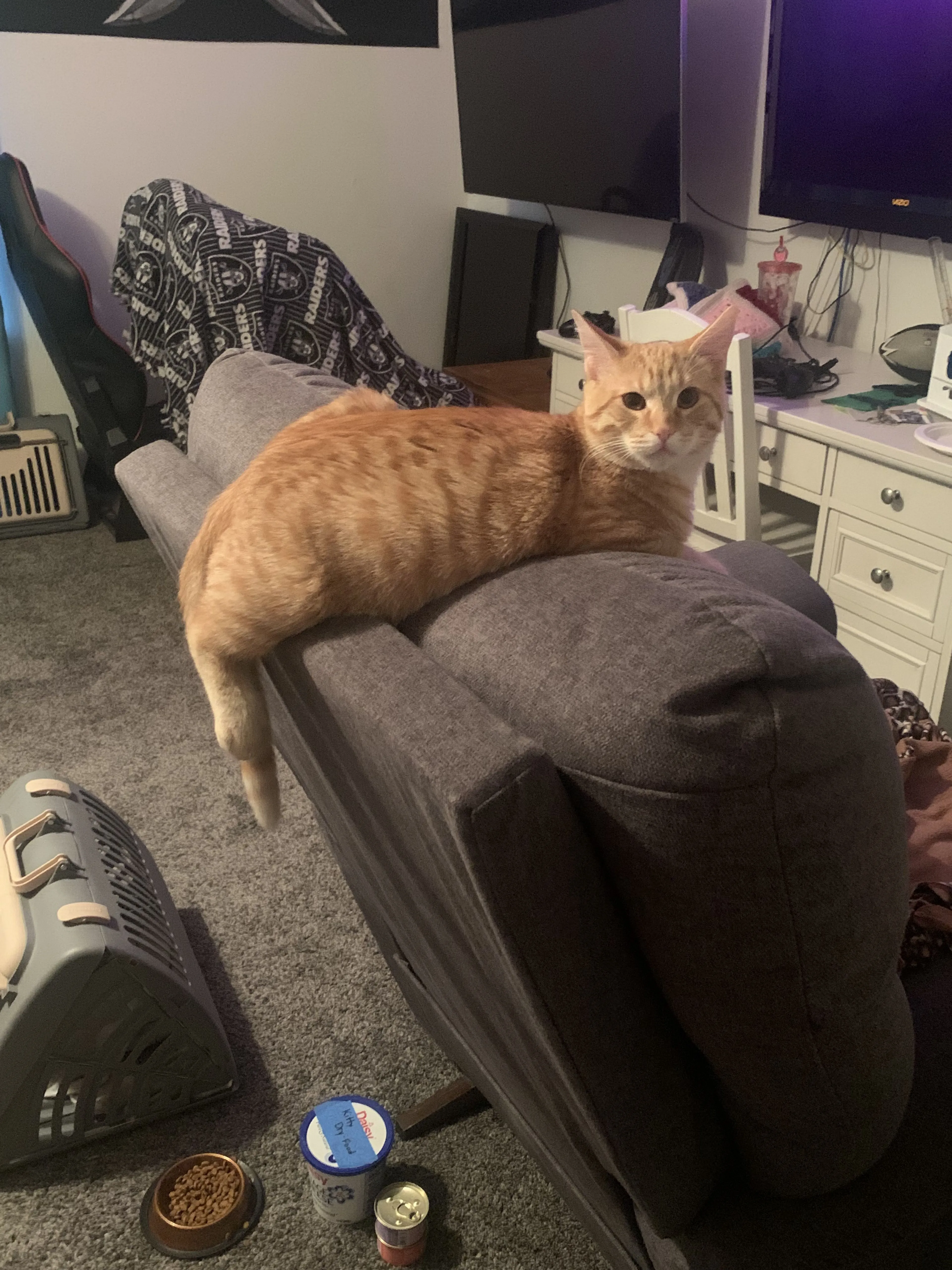 Lost pet-1