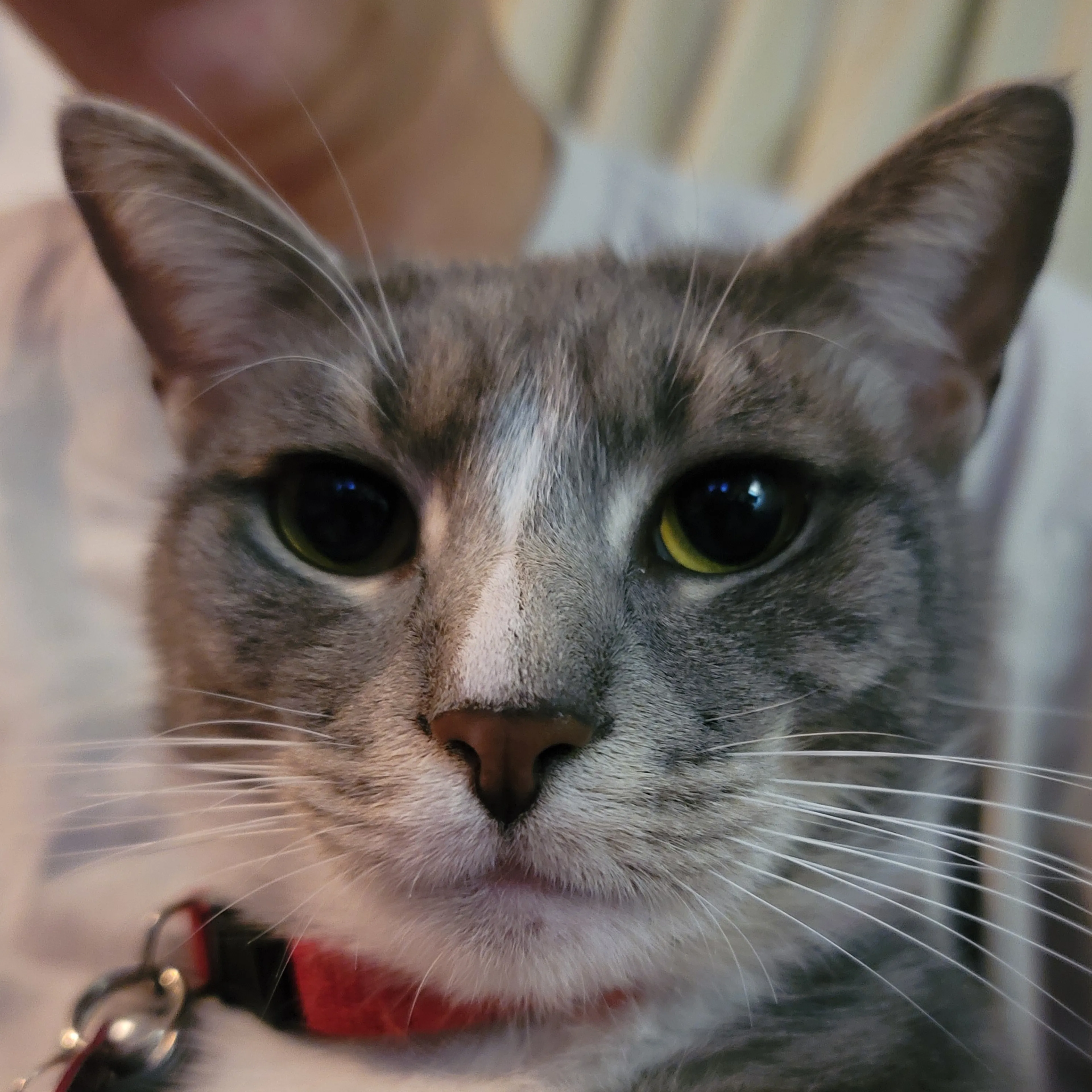 Lost pet-3