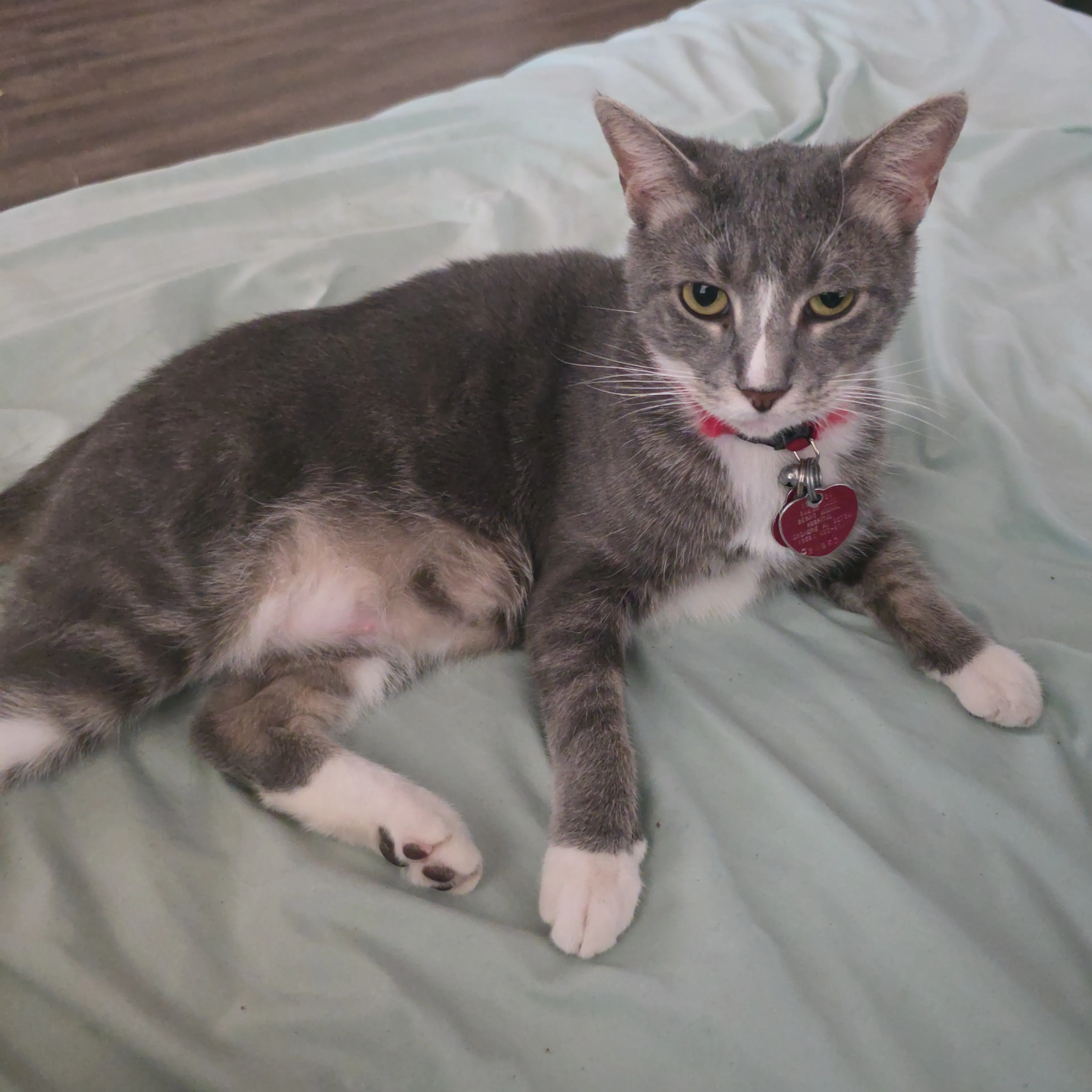 Lost pet-1