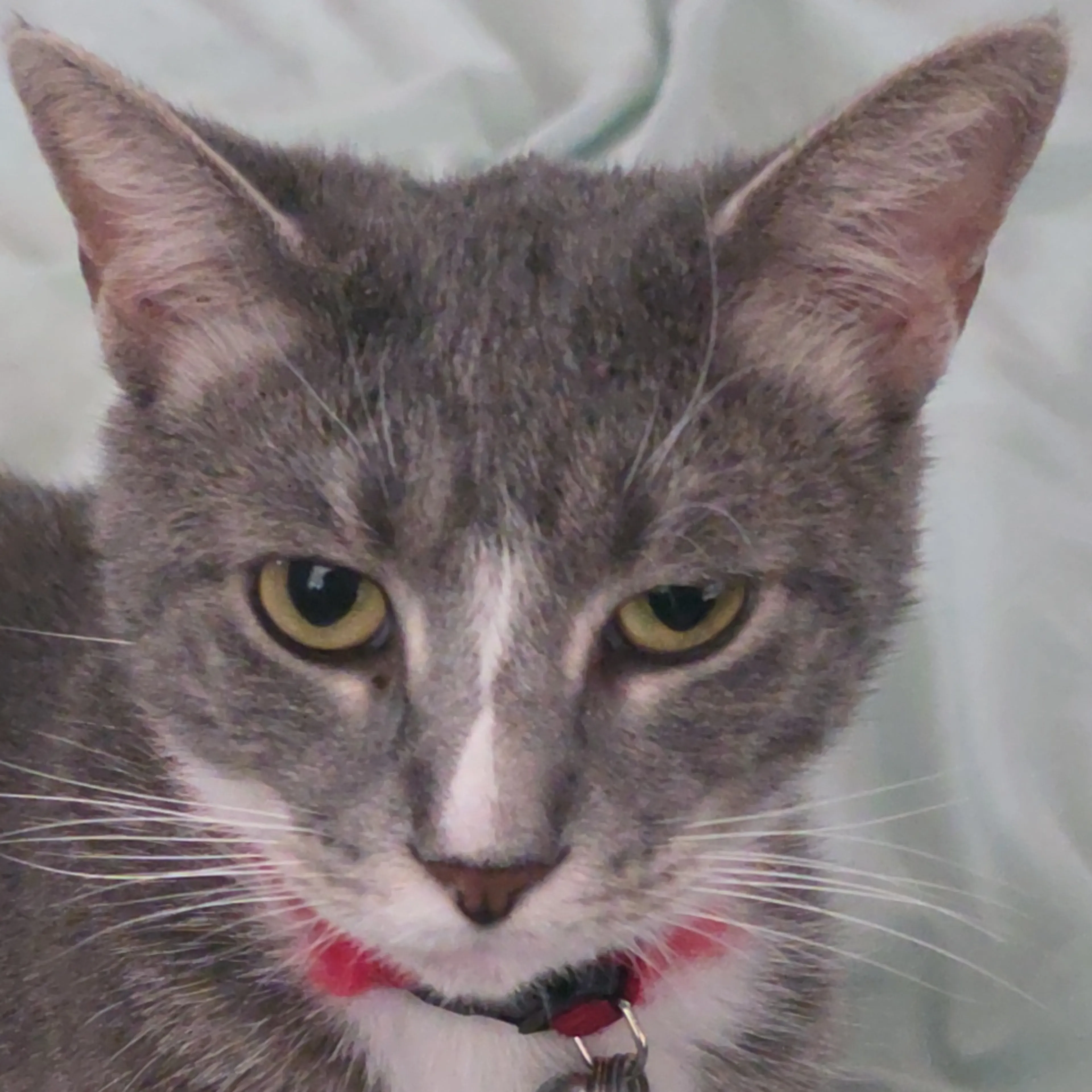 Lost pet-2