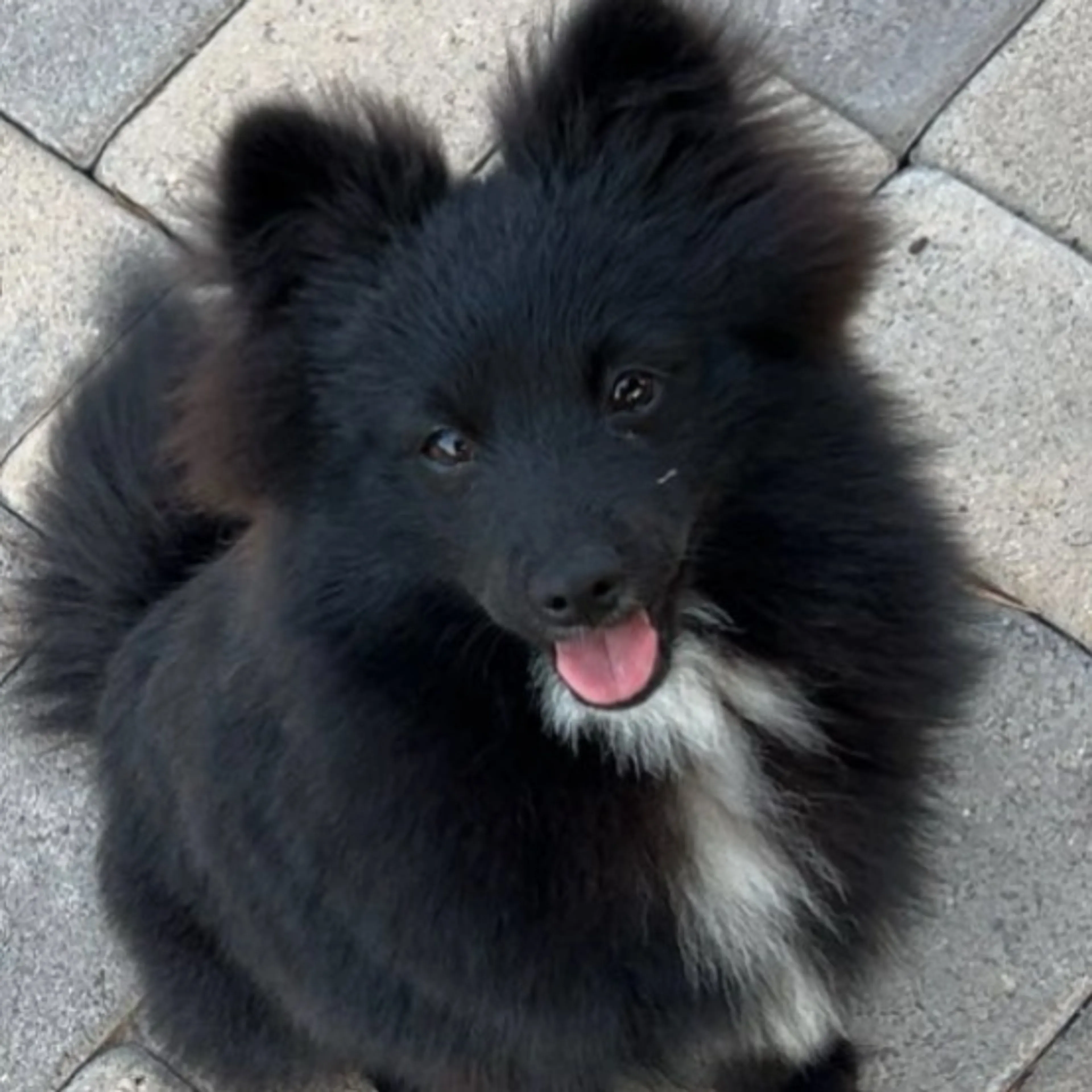 Lost pet