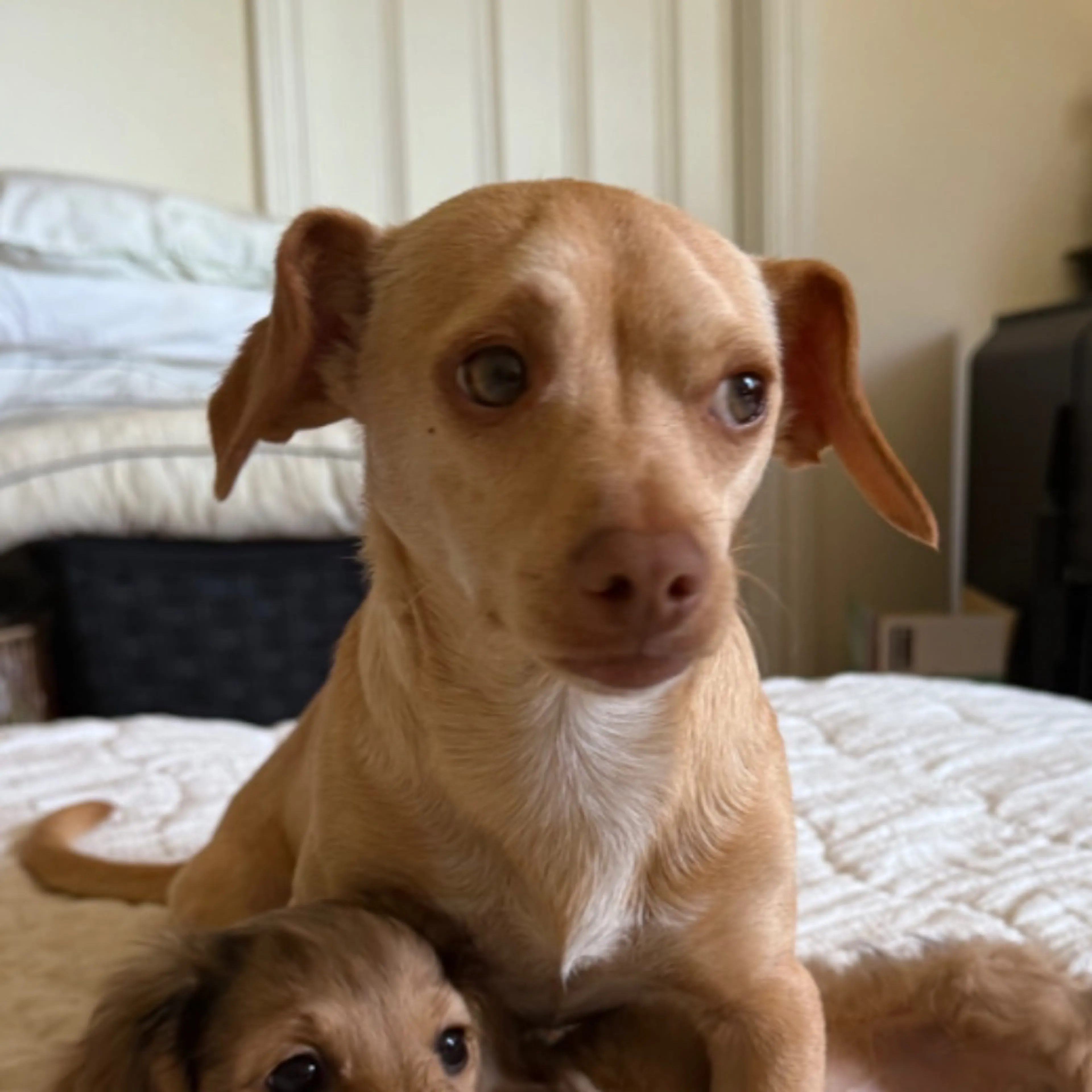 Lost pet