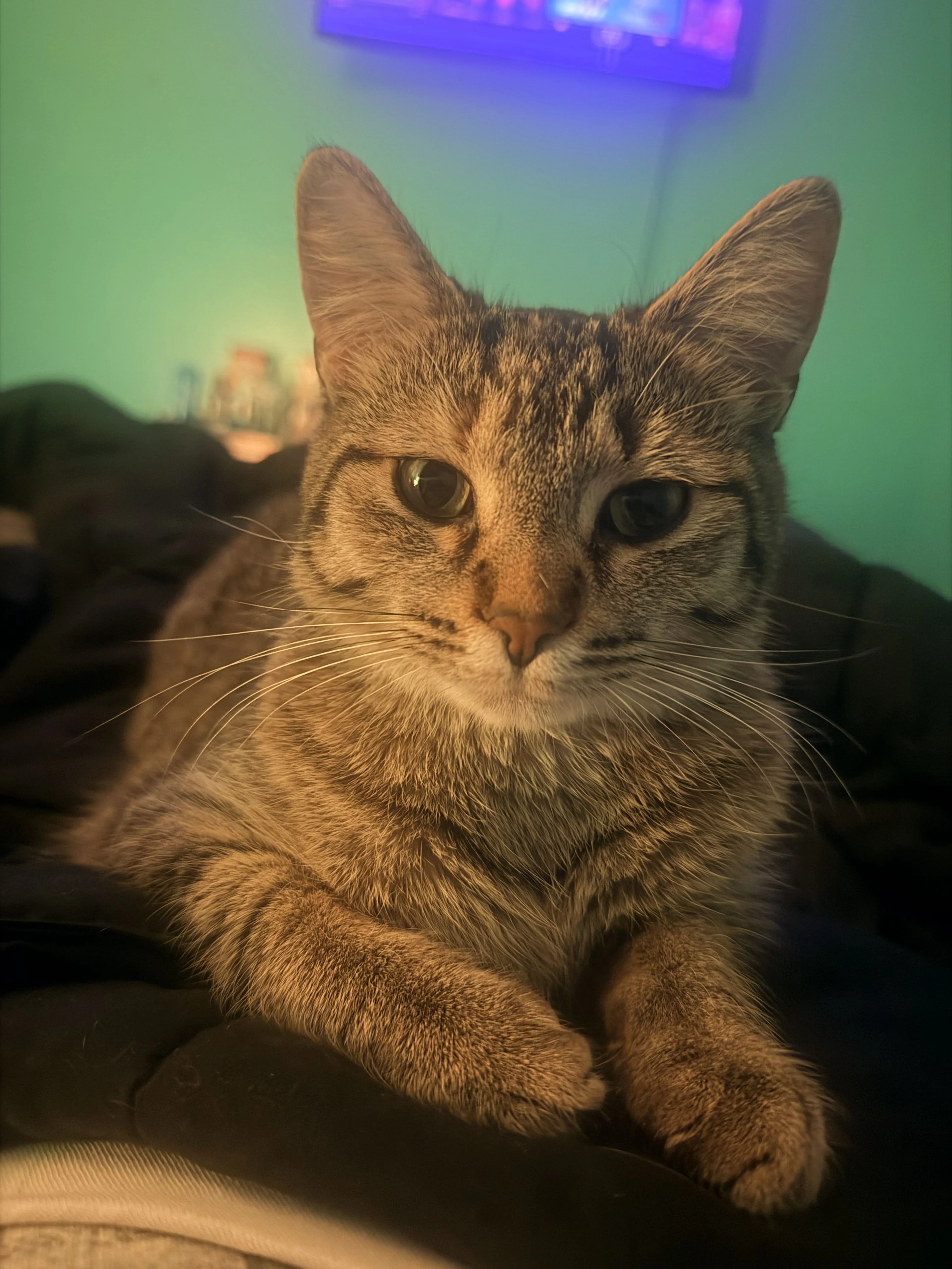 Lost pet