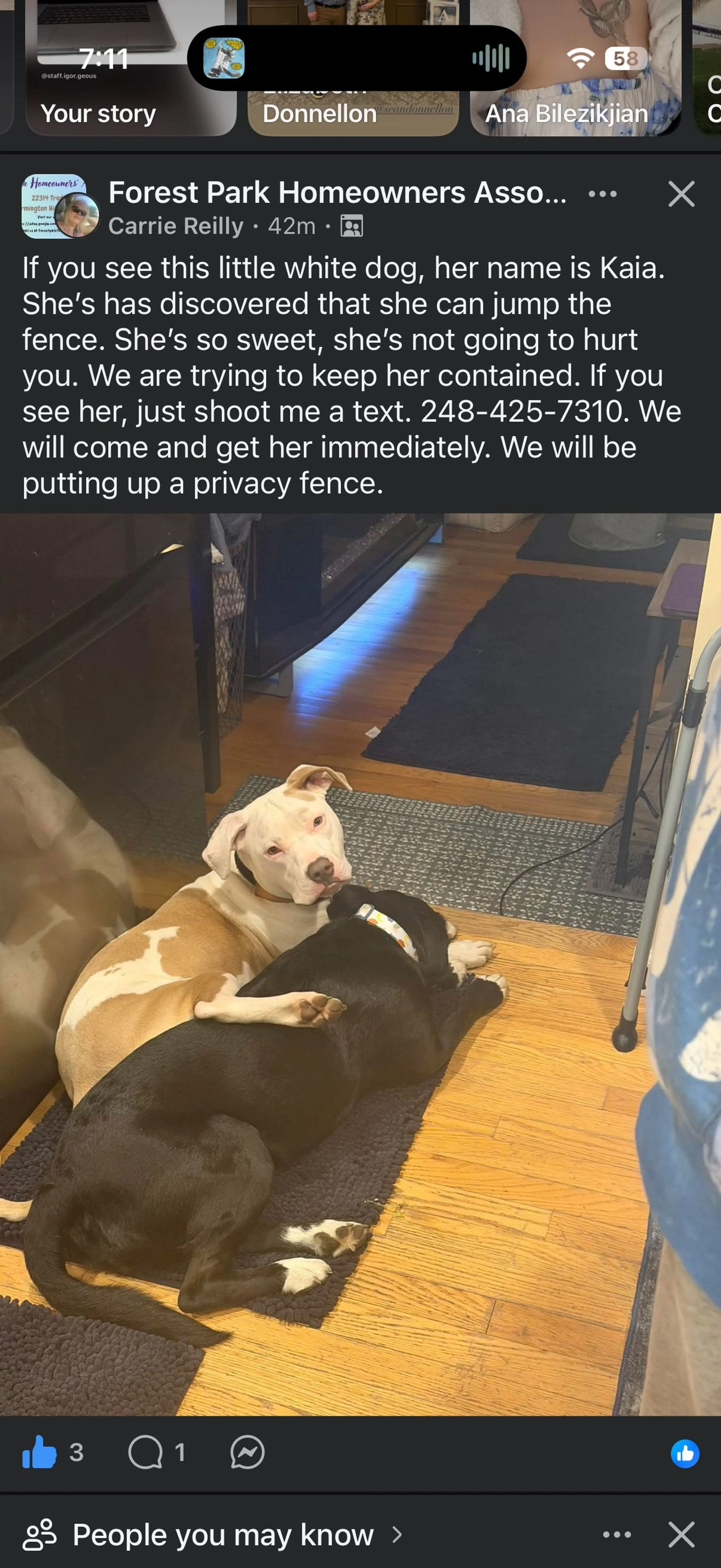 Lost pet
