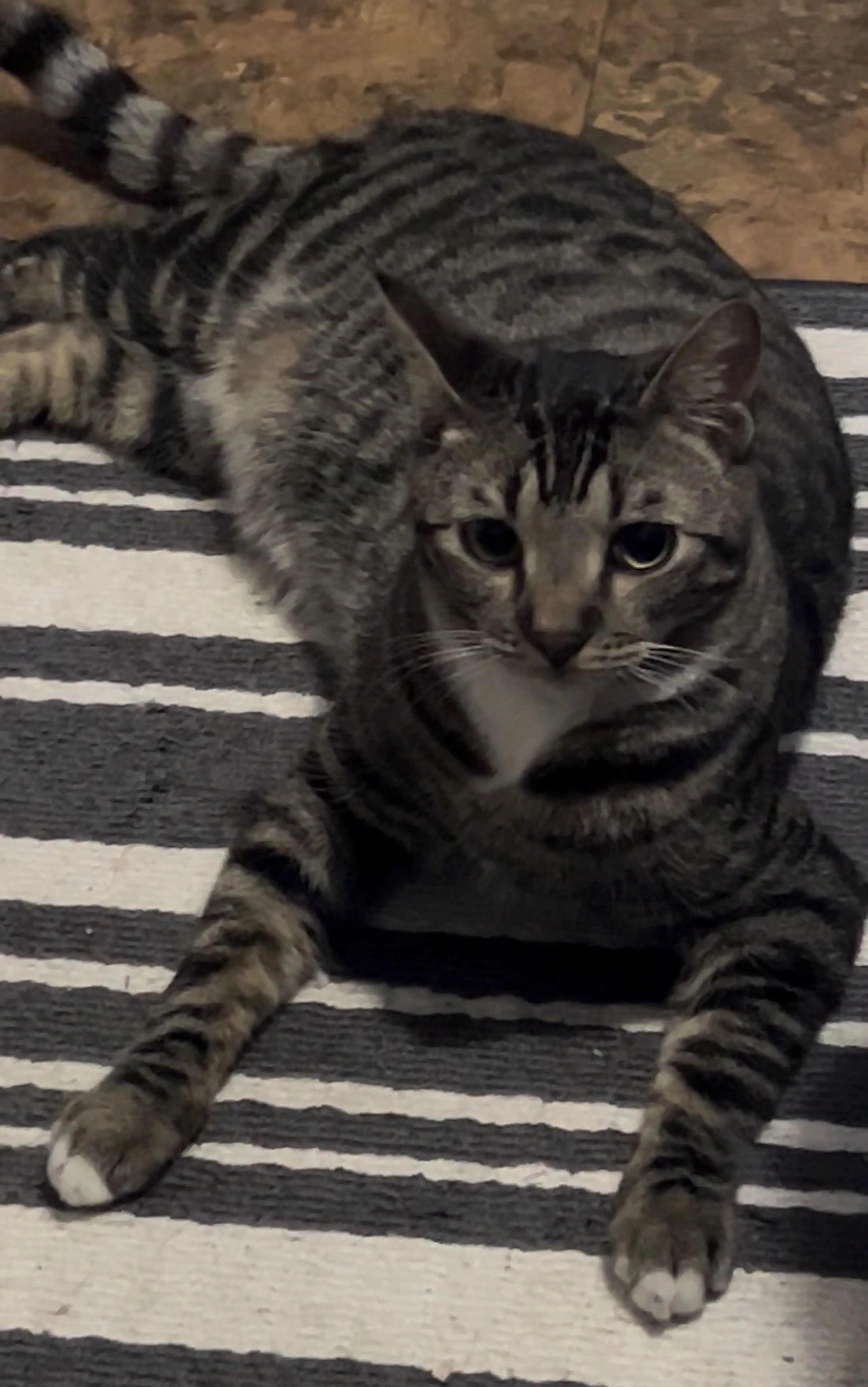 Lost pet