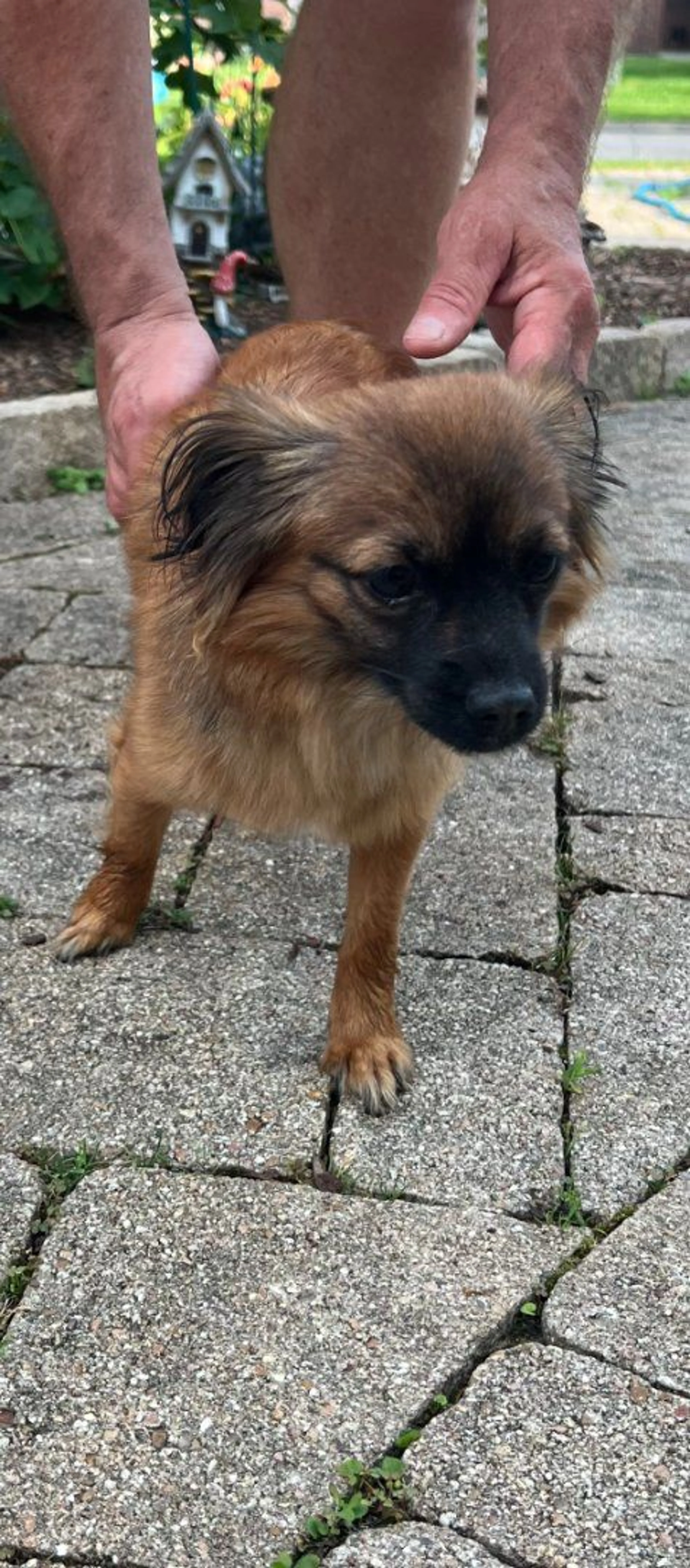 Lost pet-1