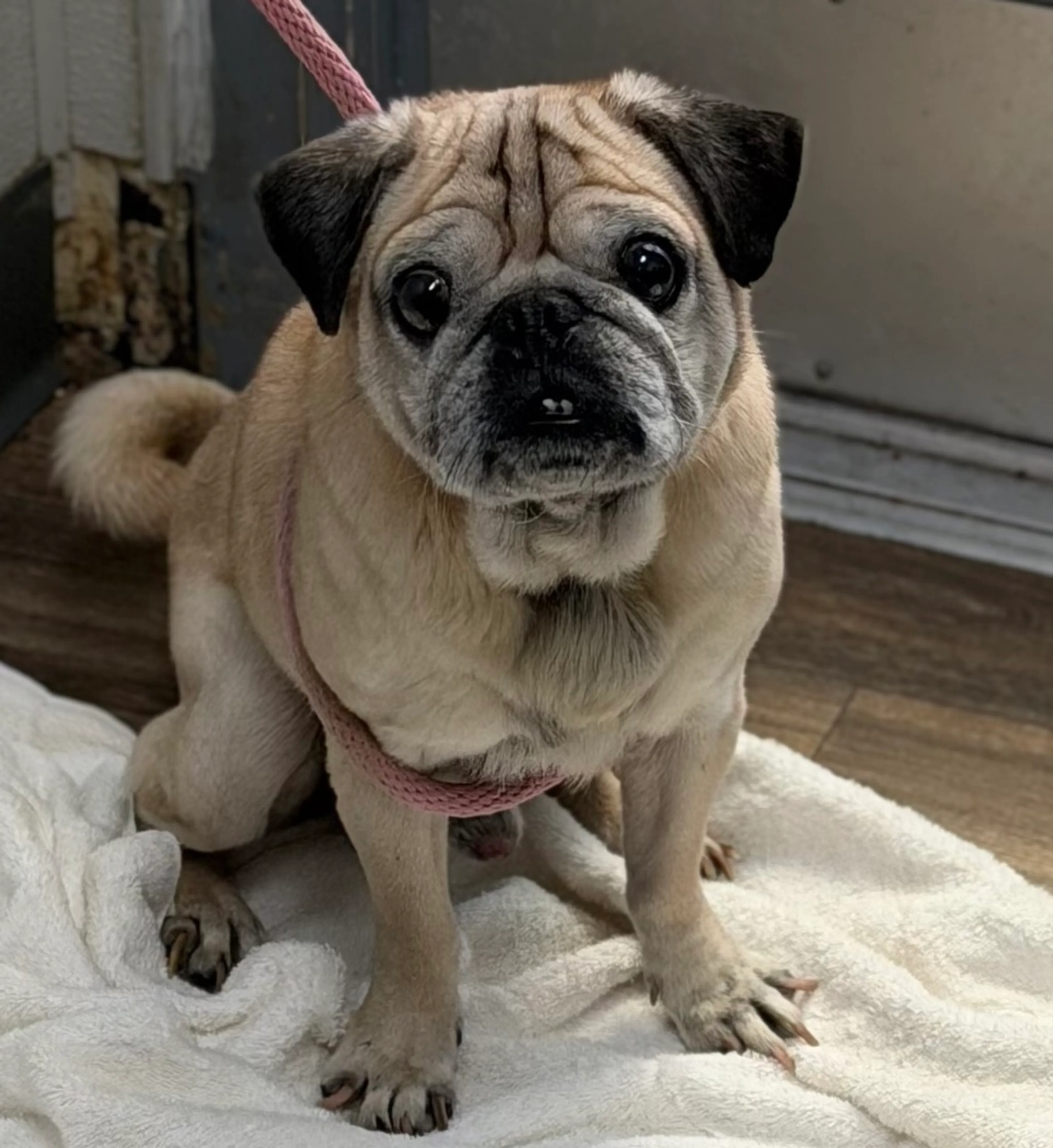 Found pet