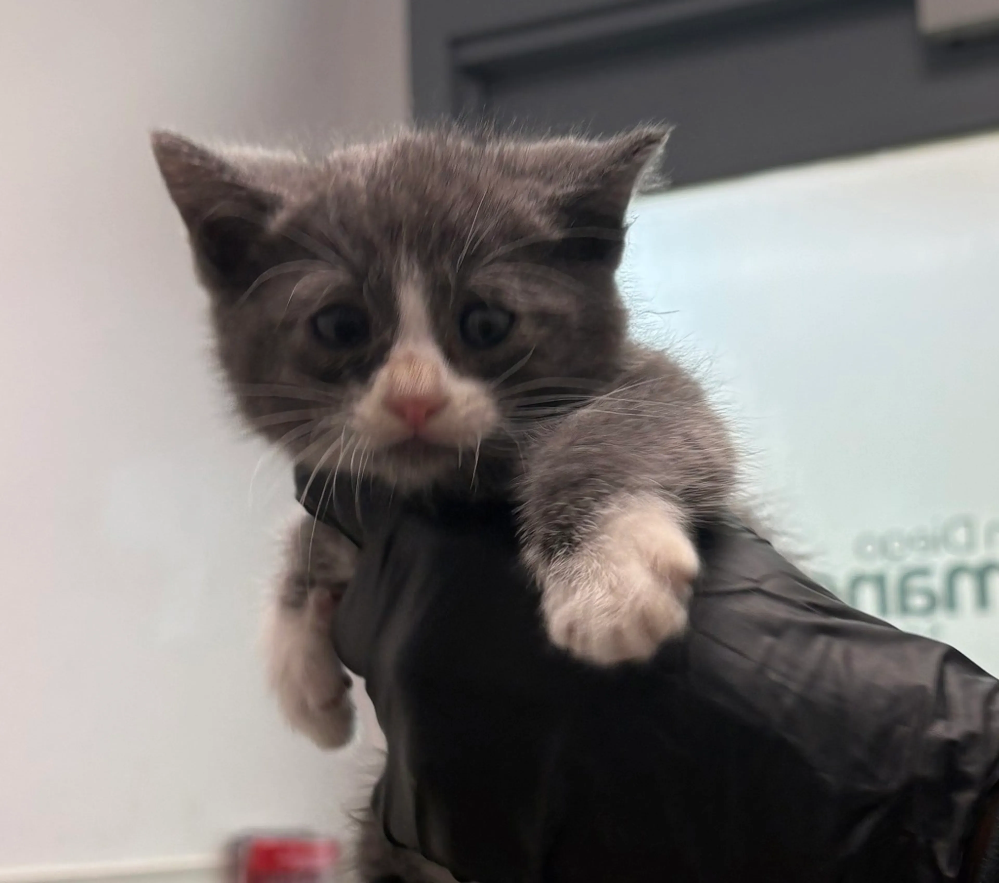 Found pet