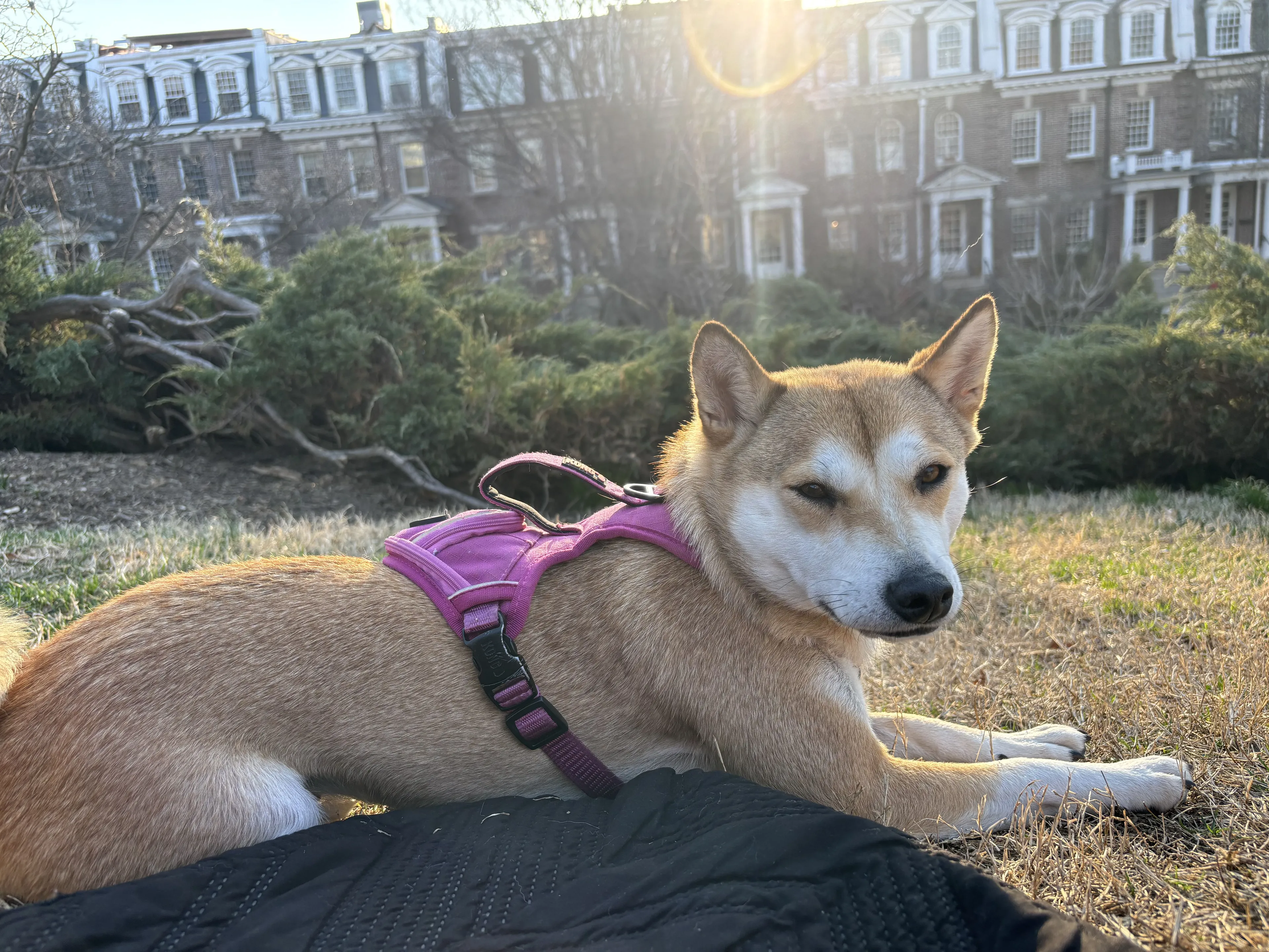 Lost pet