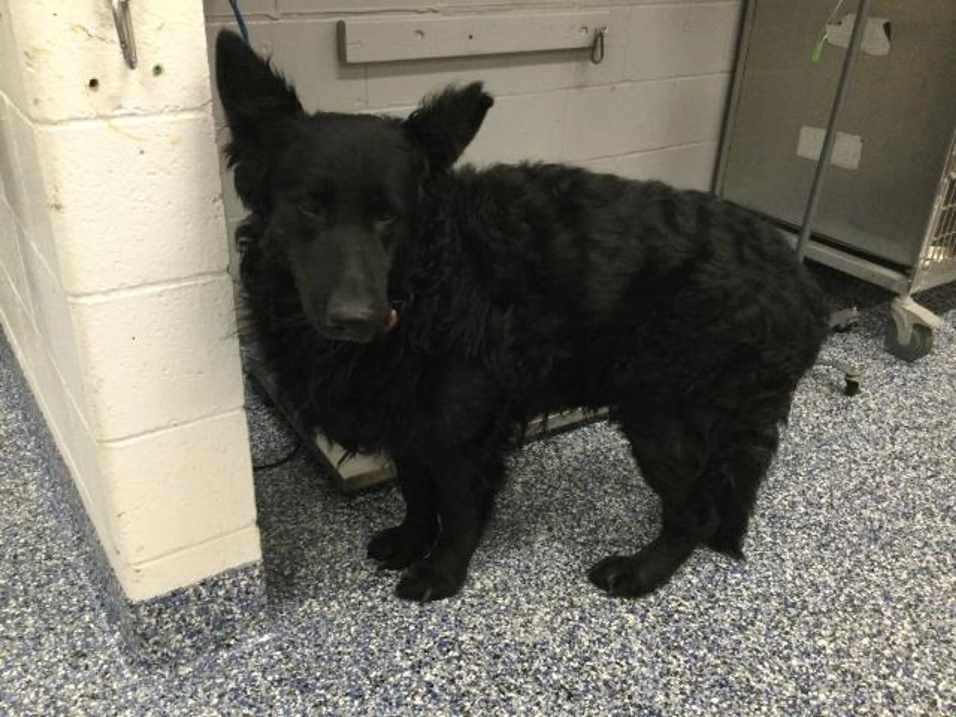 Found pet