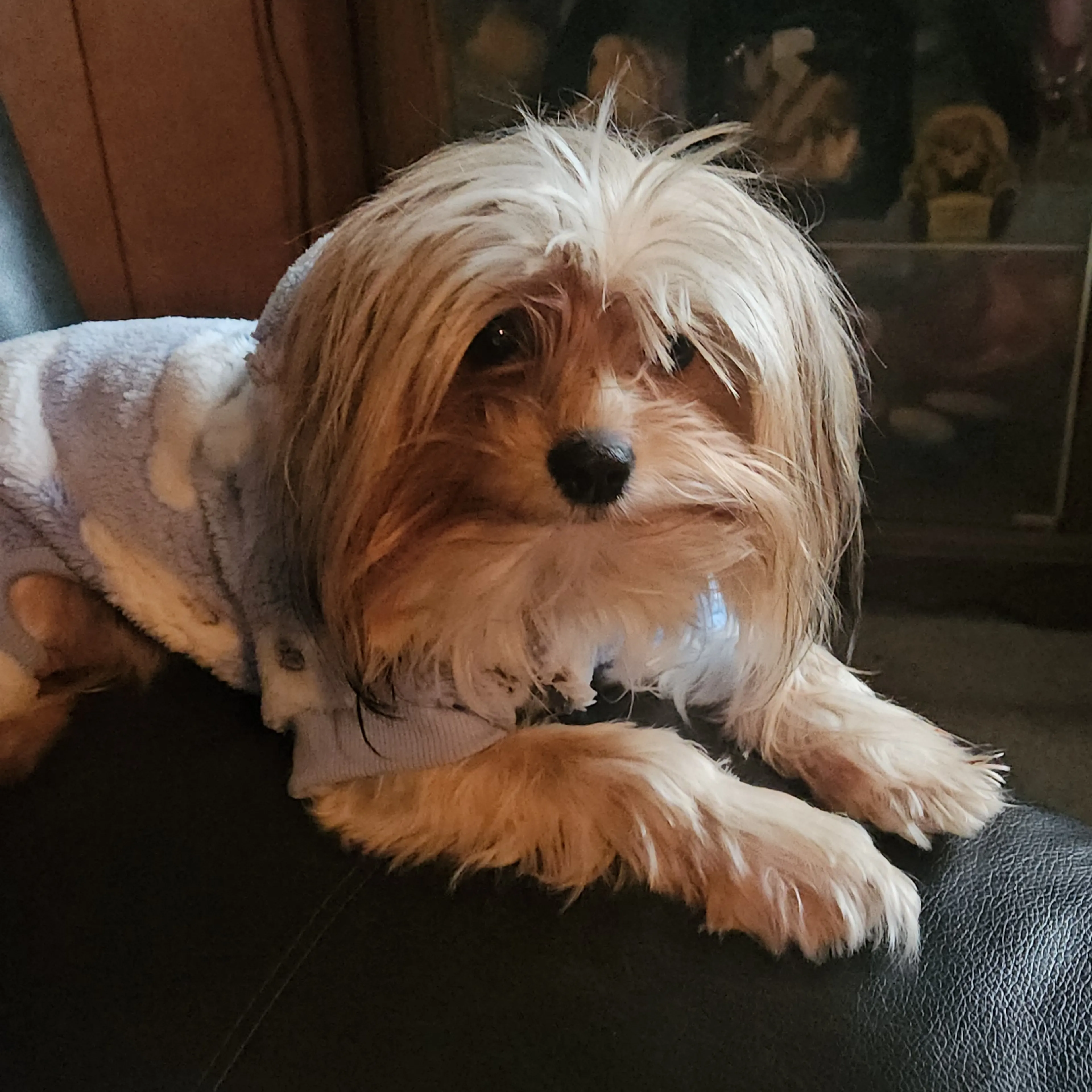 Lost pet-1