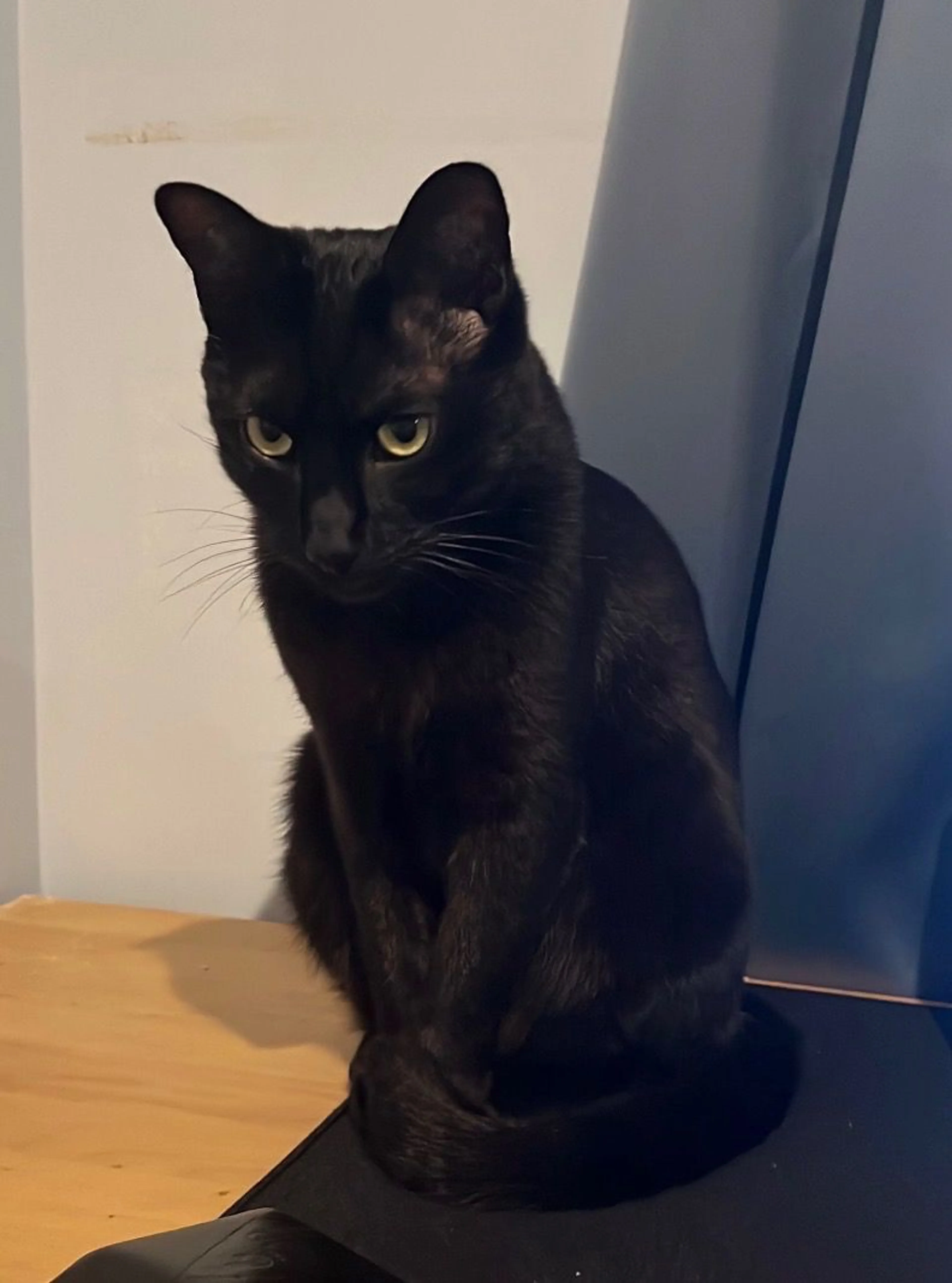 Lost pet