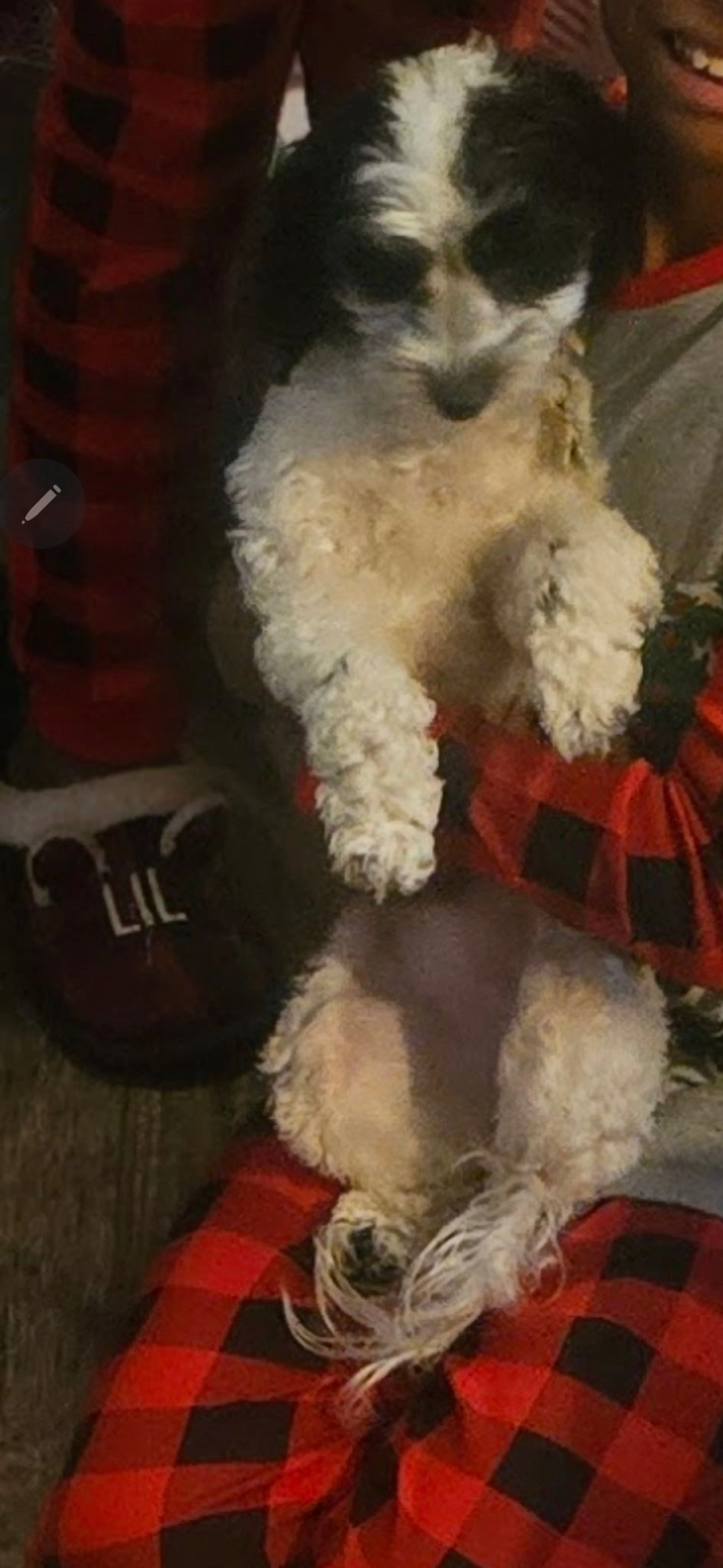 Lost pet-3