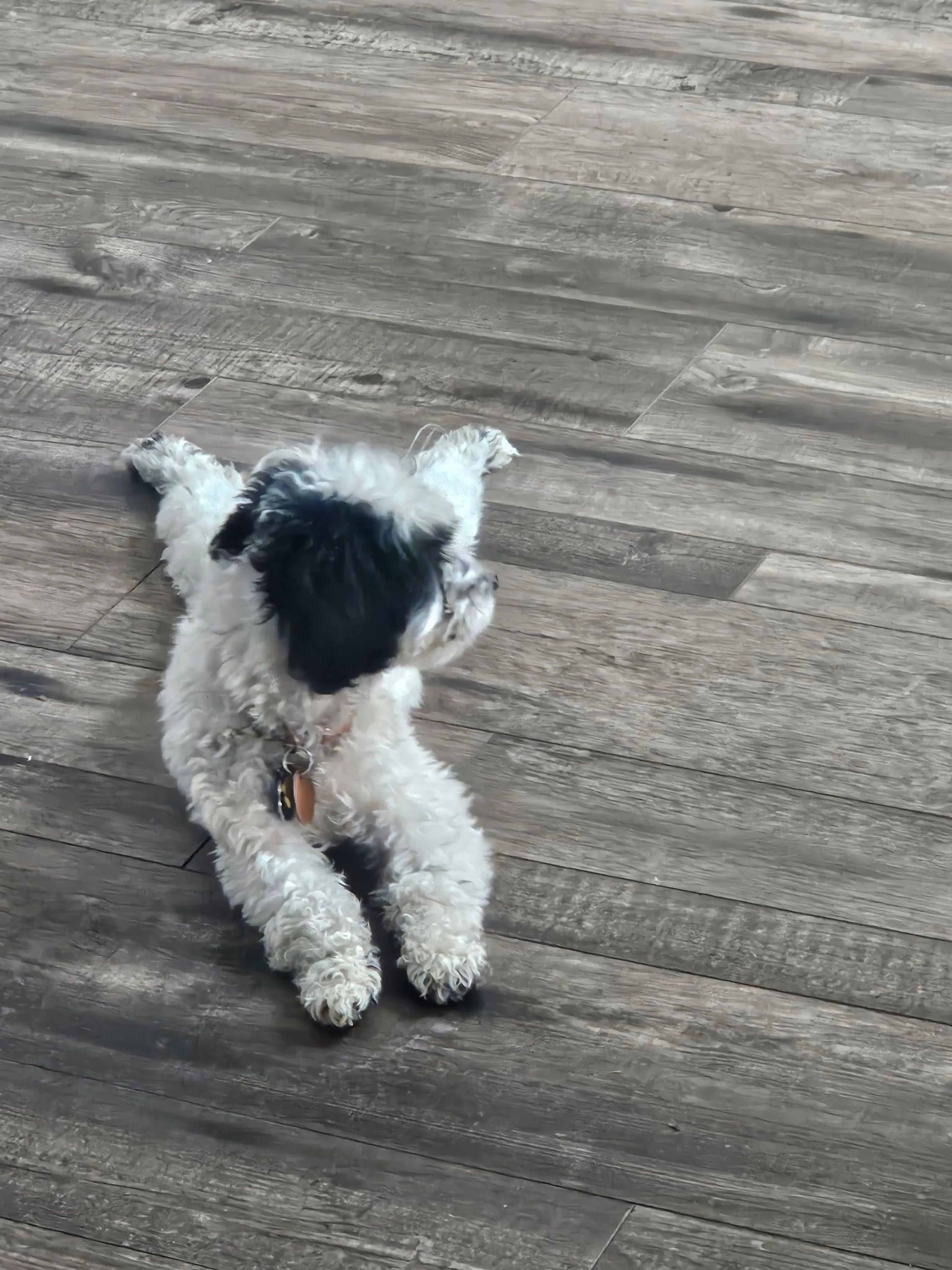 Lost pet-0