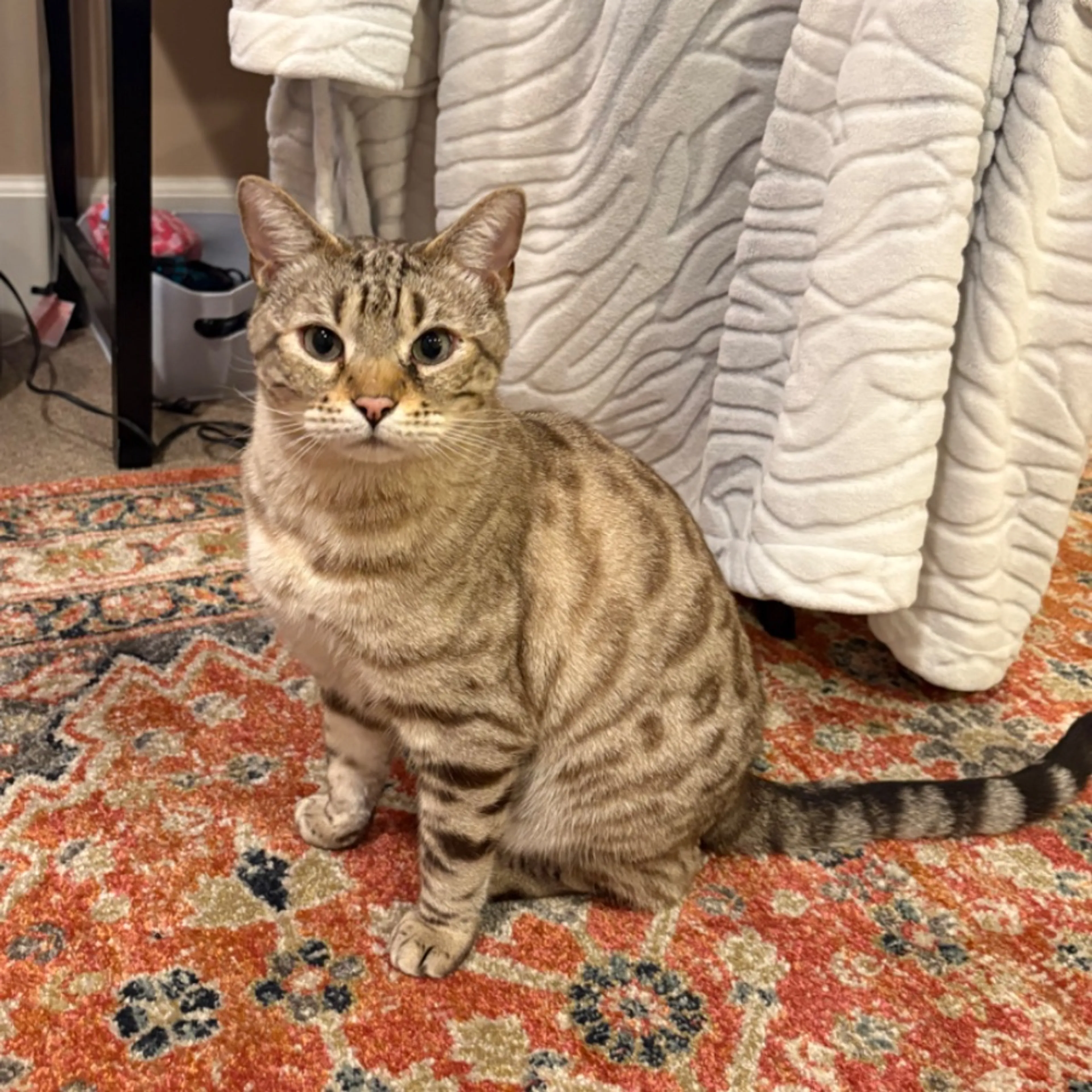 Lost pet
