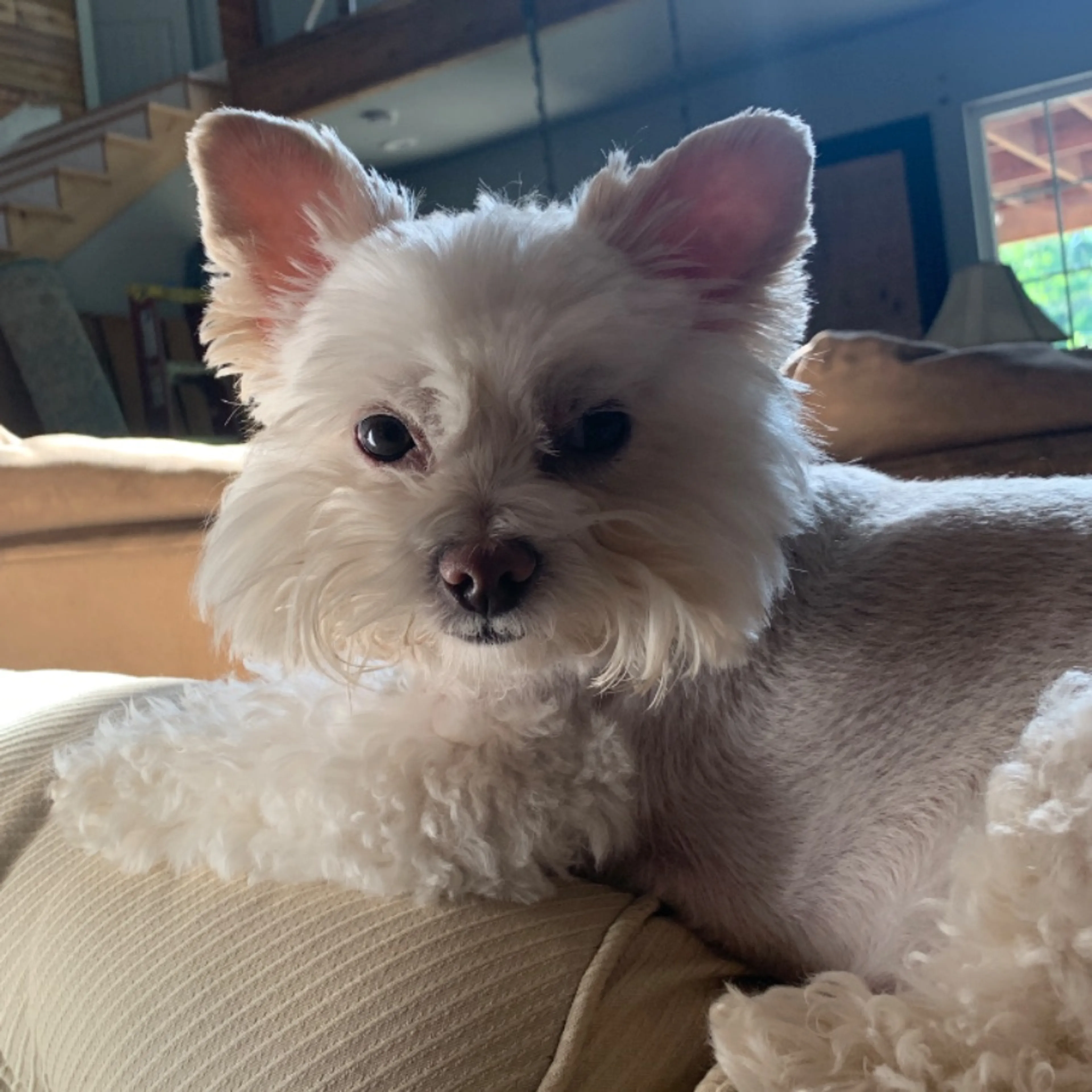 Lost pet