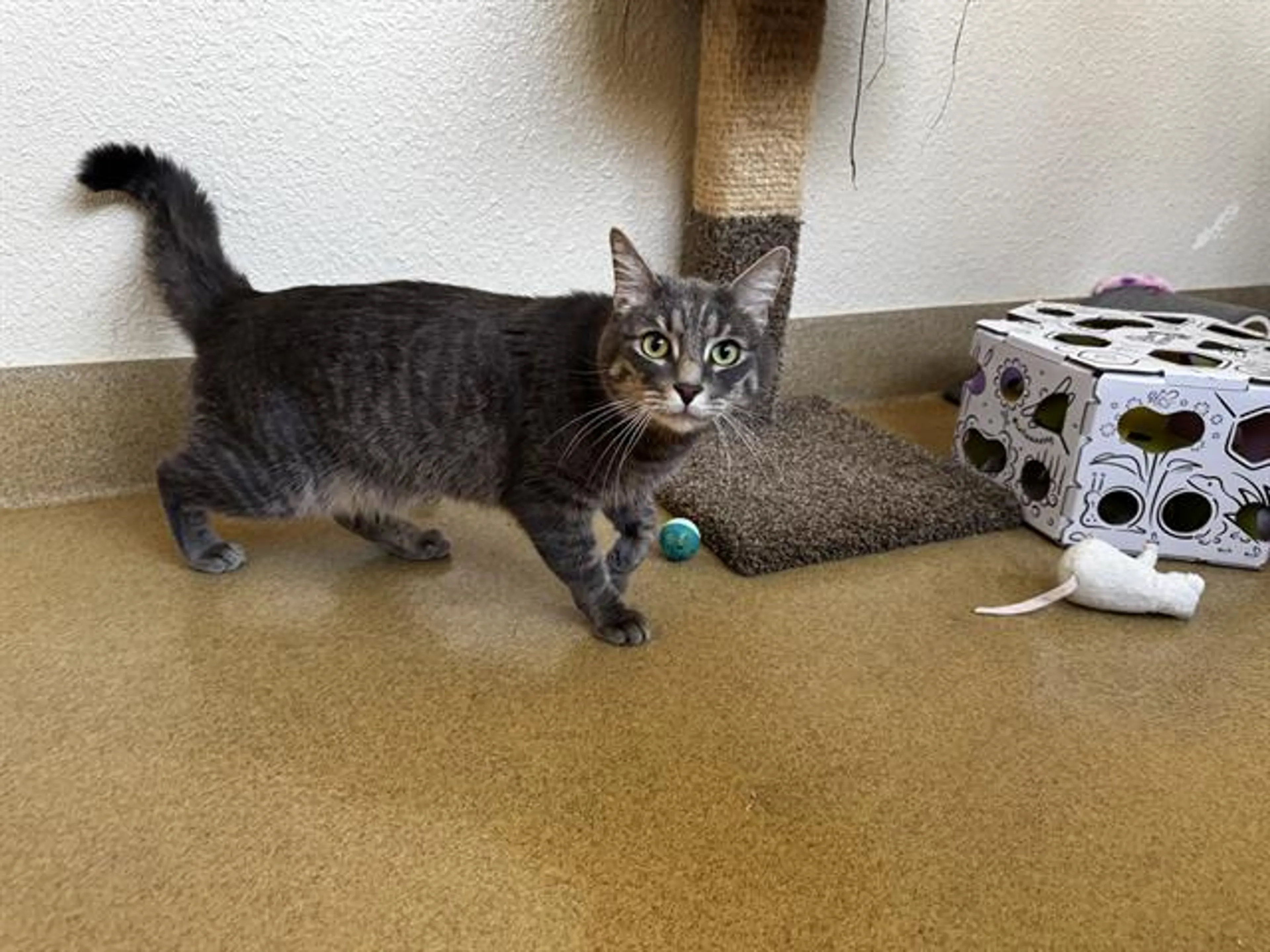 Found pet