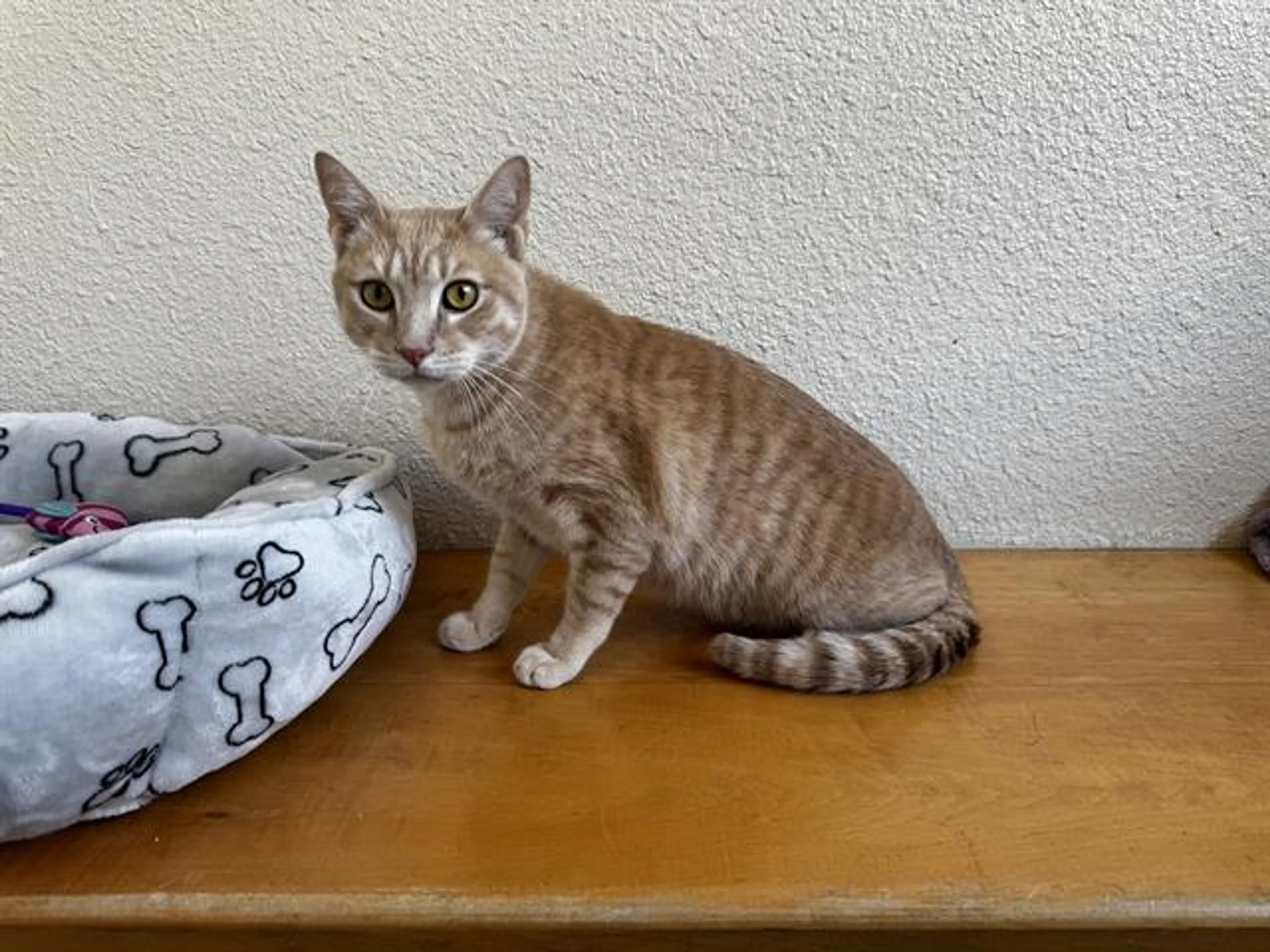 Found pet