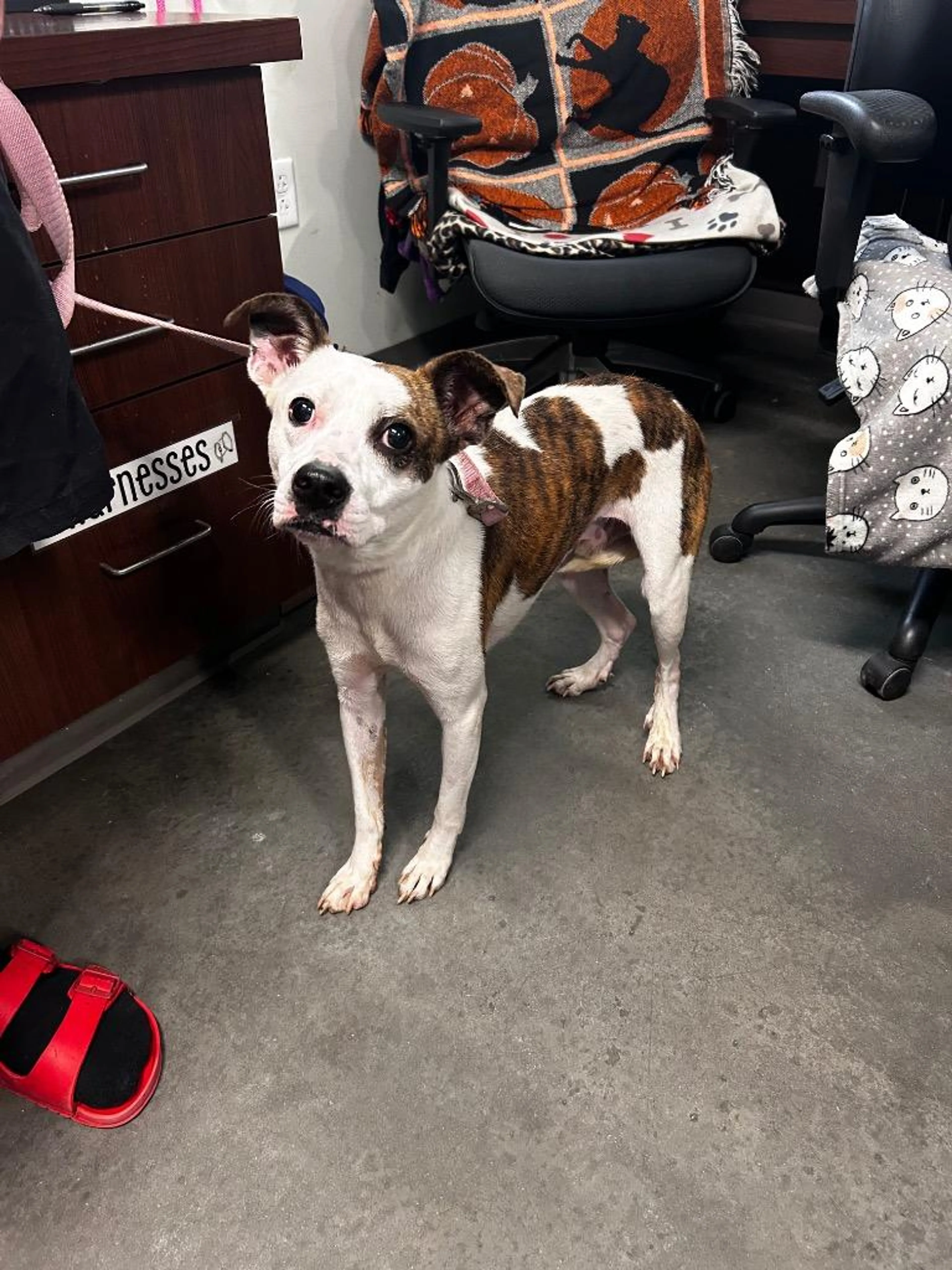 Found pet