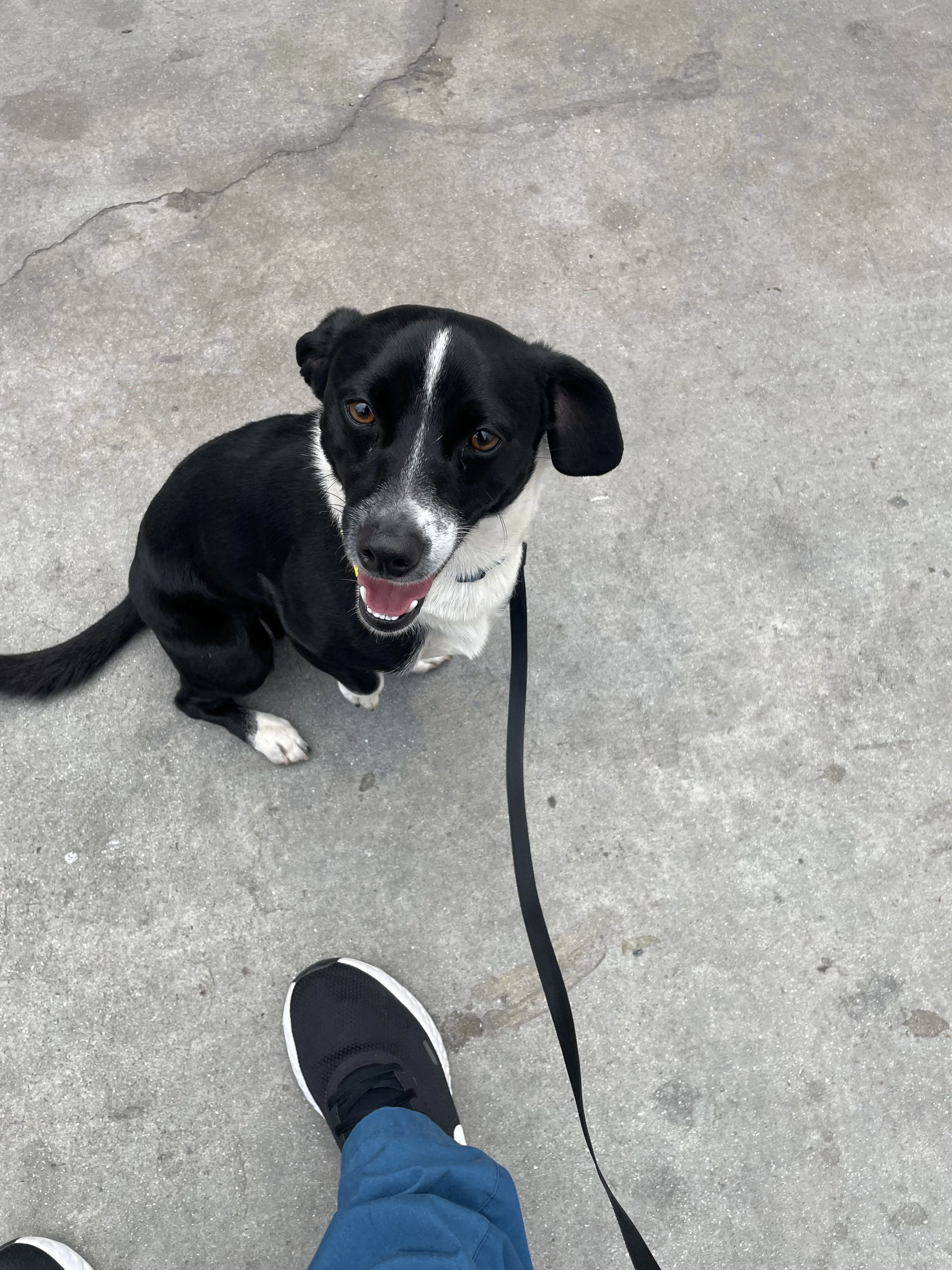 Lost pet-0