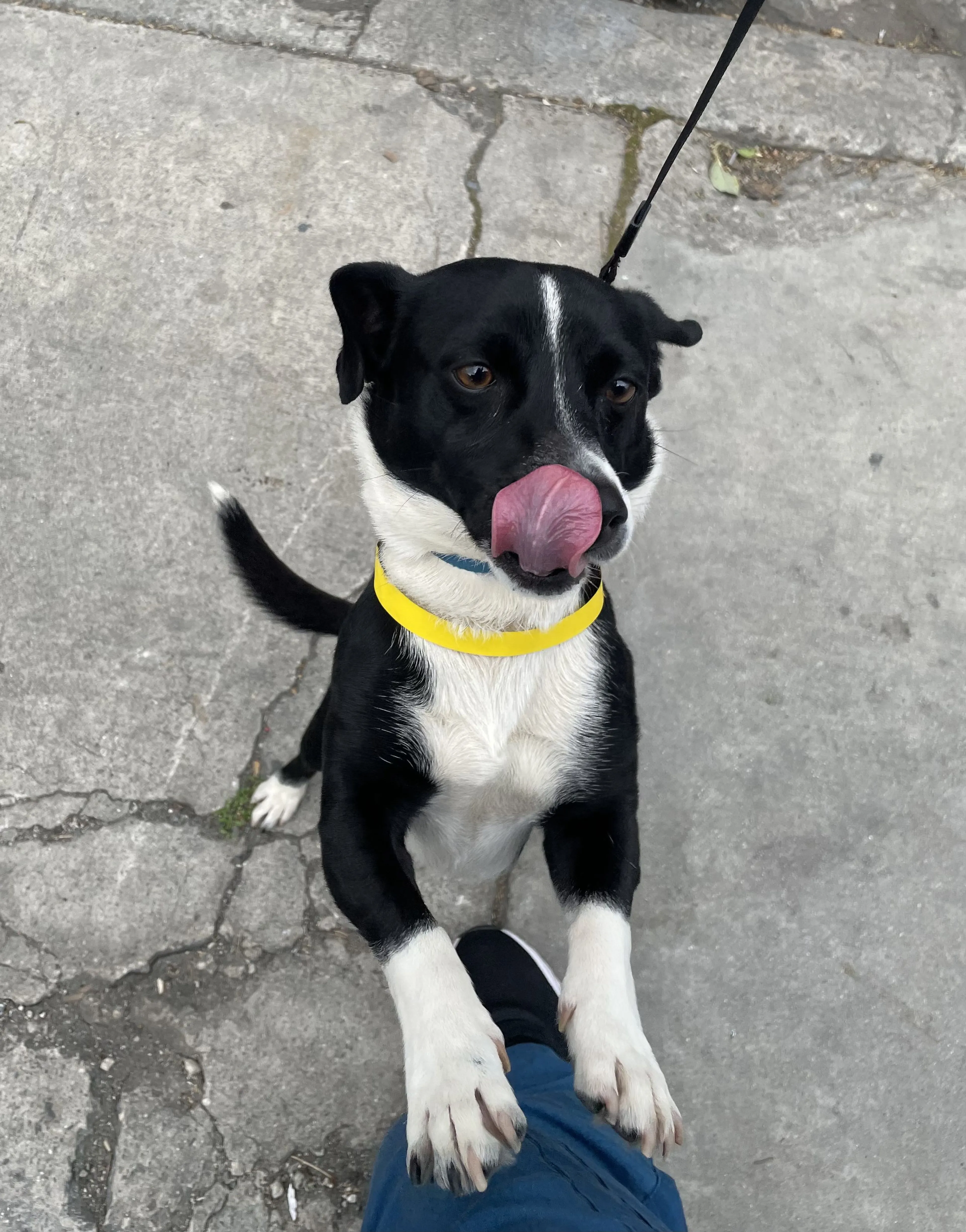 Lost pet-1