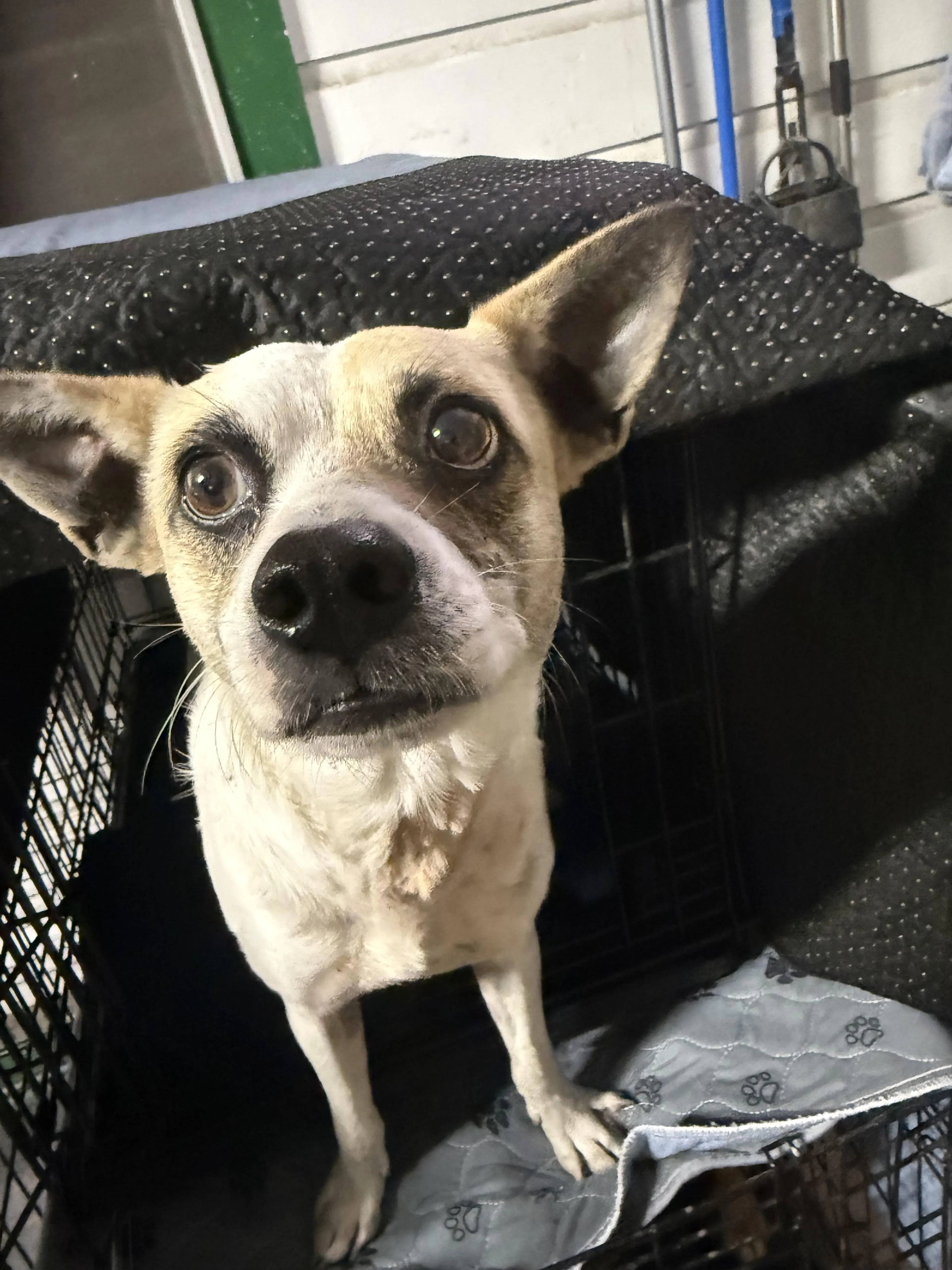 Found pet-1