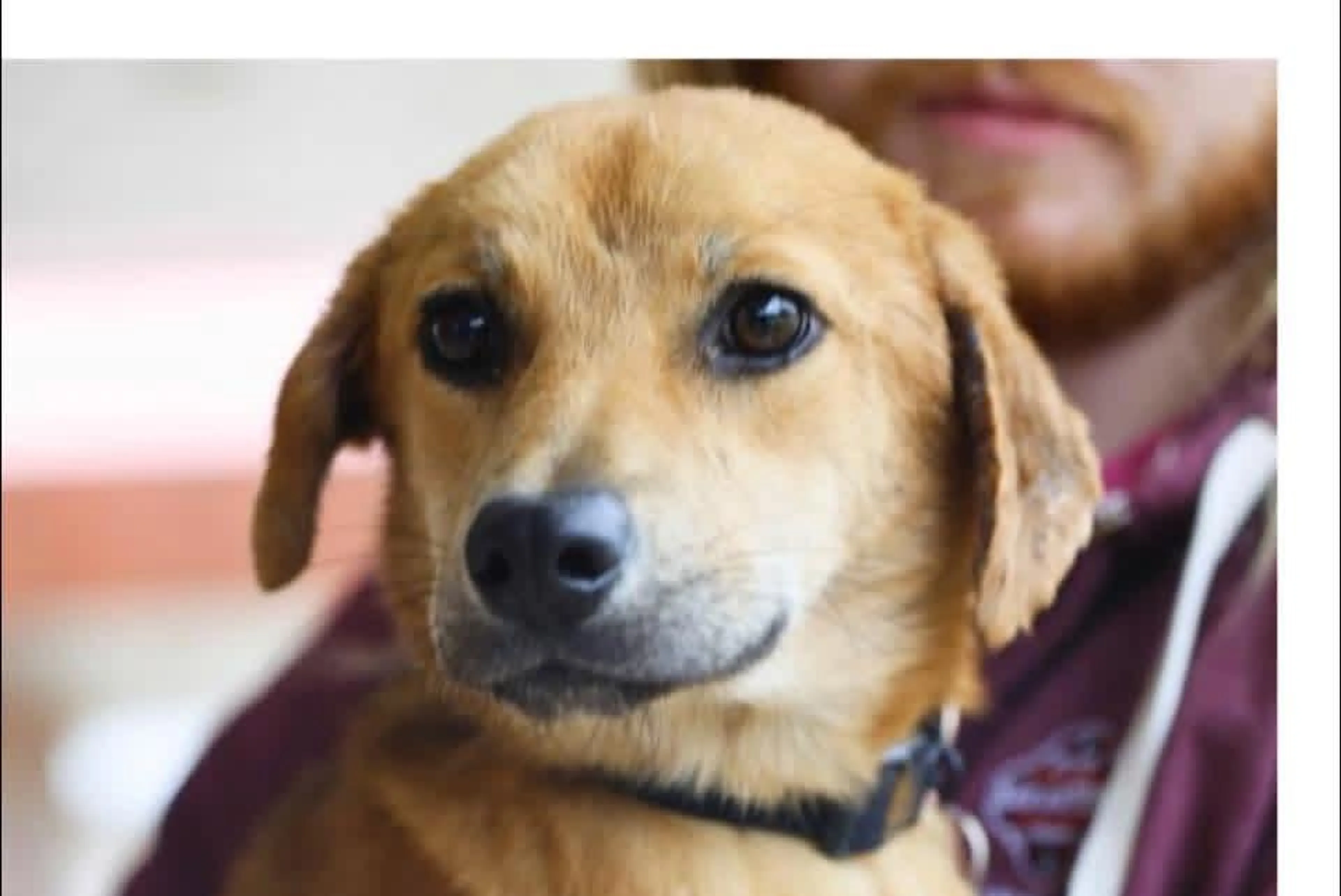 Found pet-1