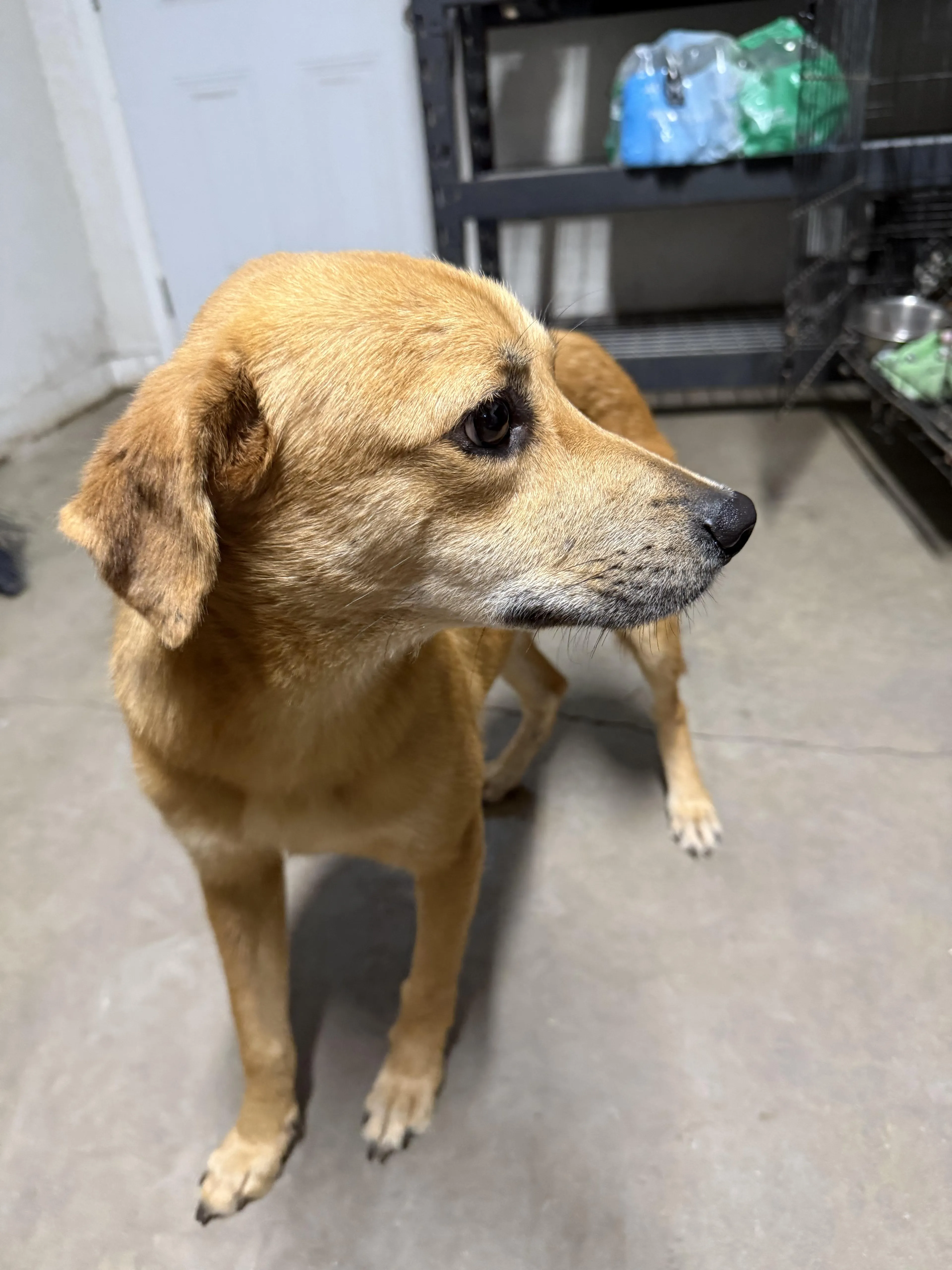 Found pet-3